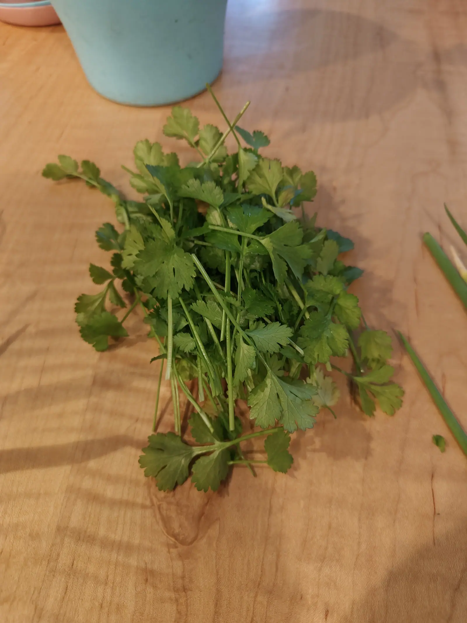 A loose bunch of cut cilantro on a pale wooden table, feathery green leaves splaying from pale stems, with a duck-egg pot behind and a scallion at the edge.