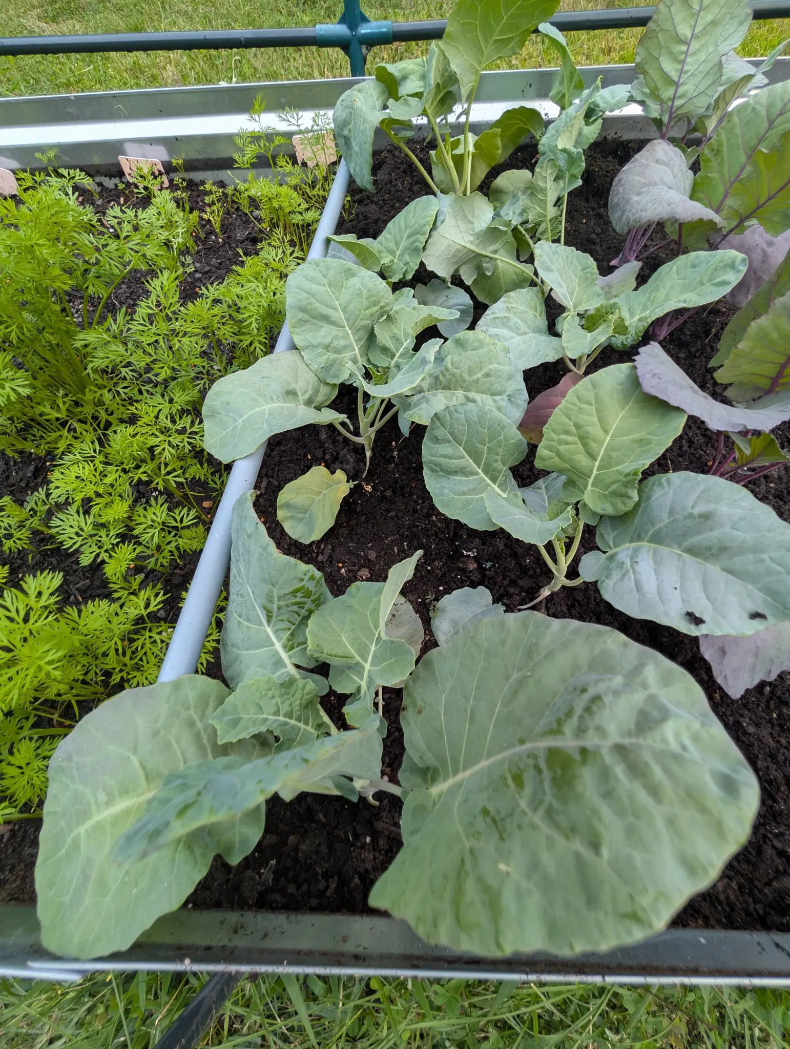 Broccoli, 27 August 2026