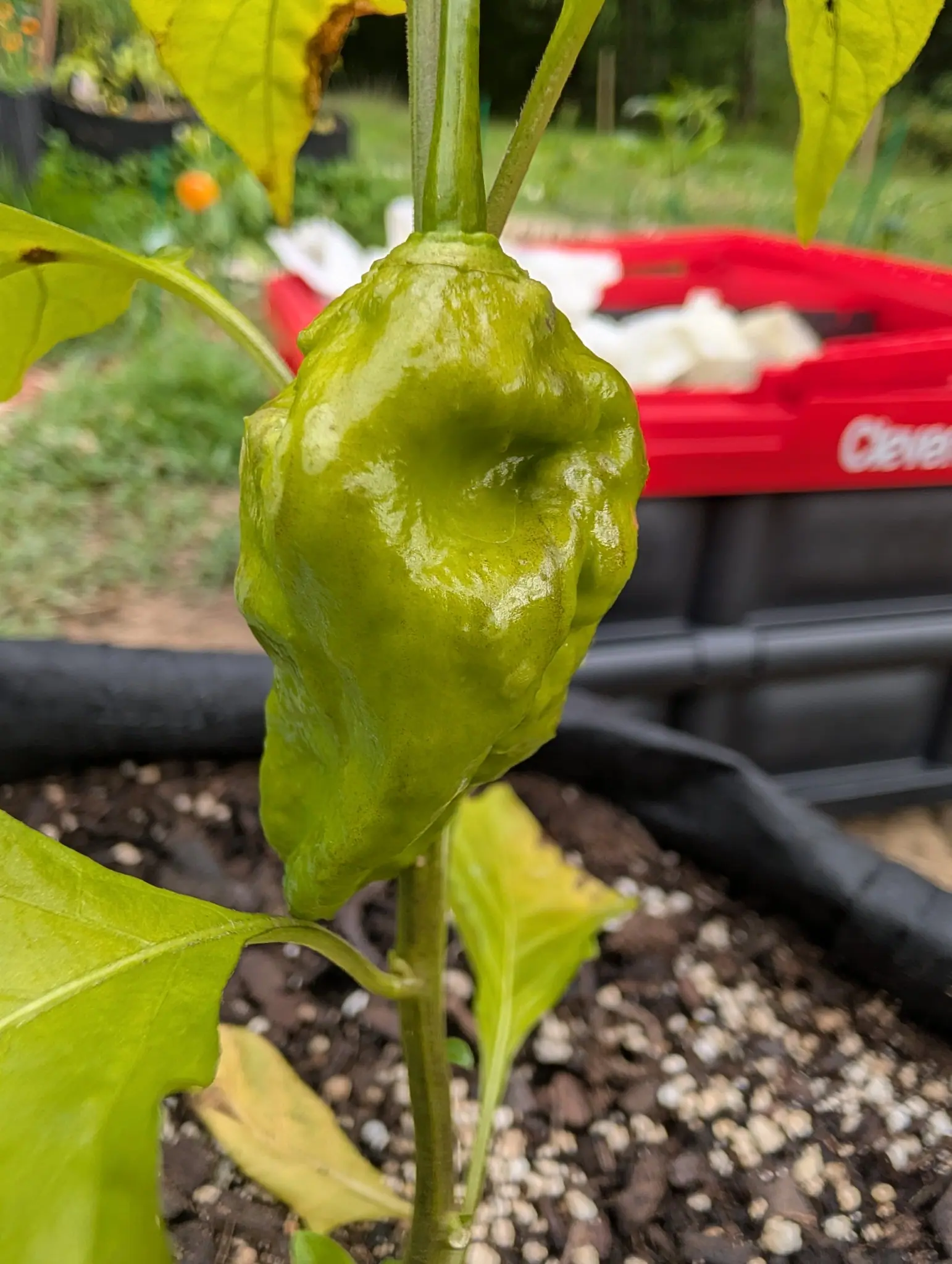 Peppers, 27 August 2026