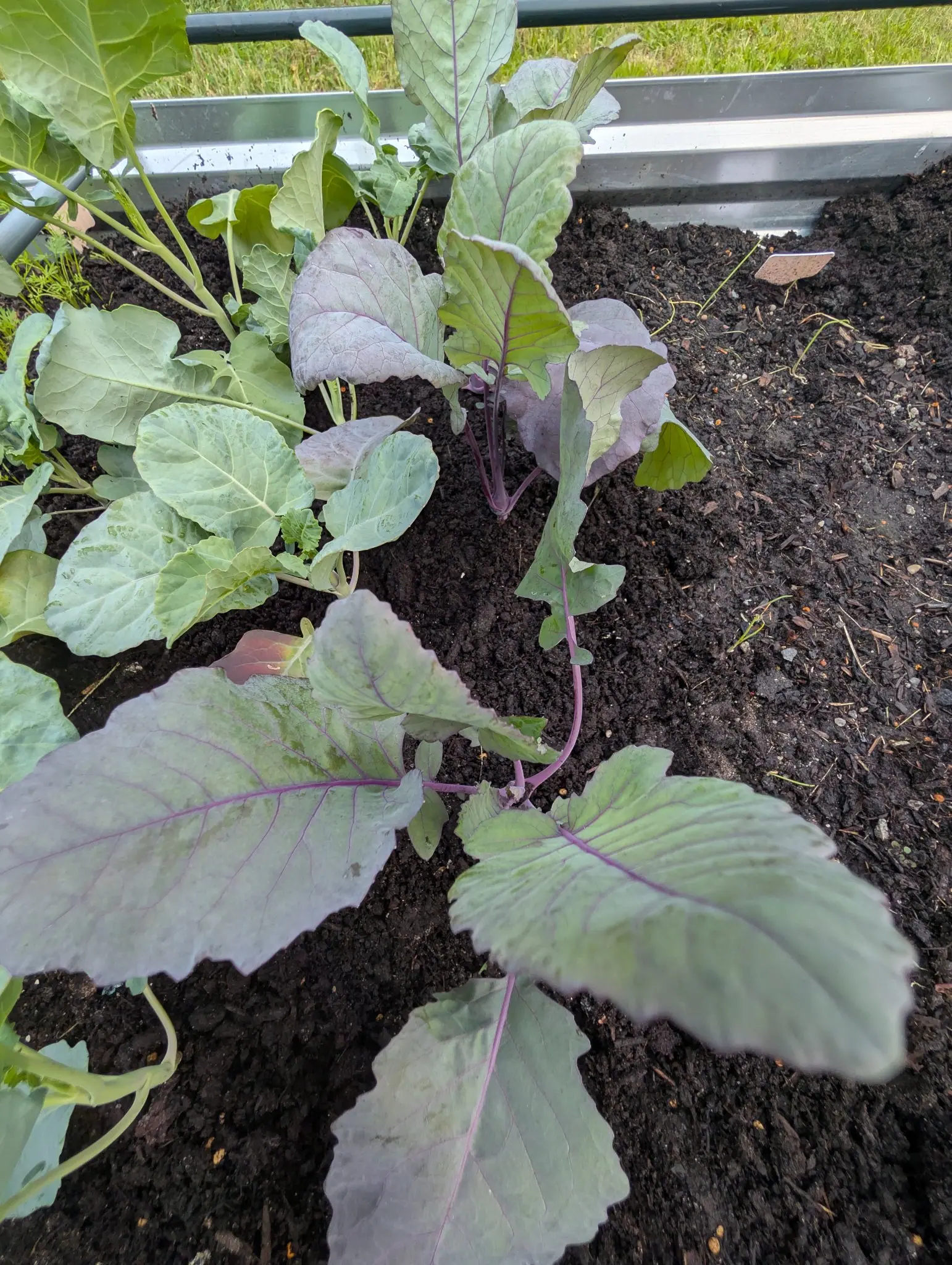 Kohlrabi, 27 August 2026