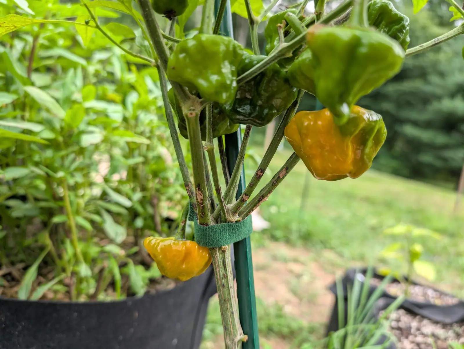 Peppers, 27 August 2026