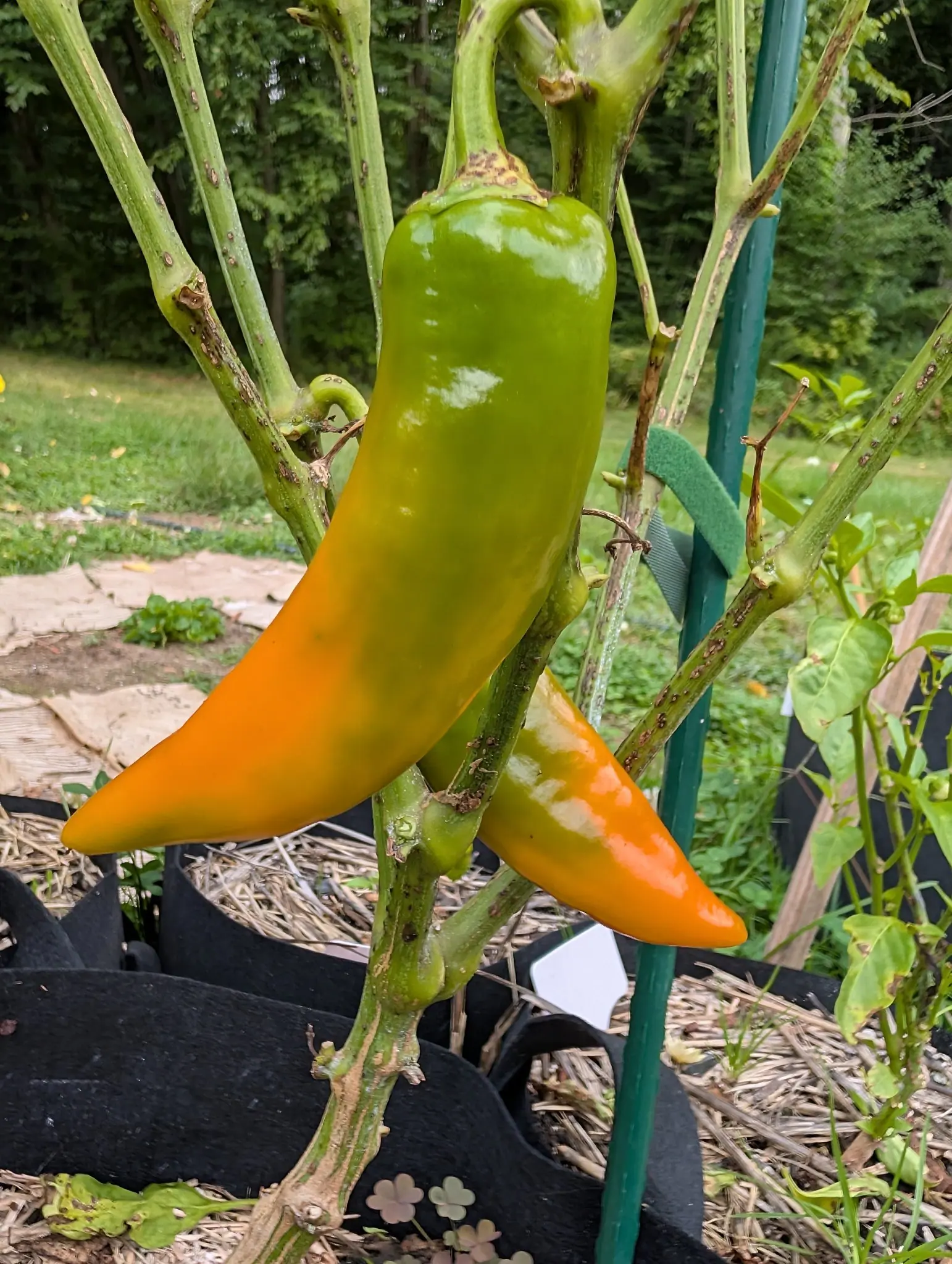 Peppers, 27 August 2026