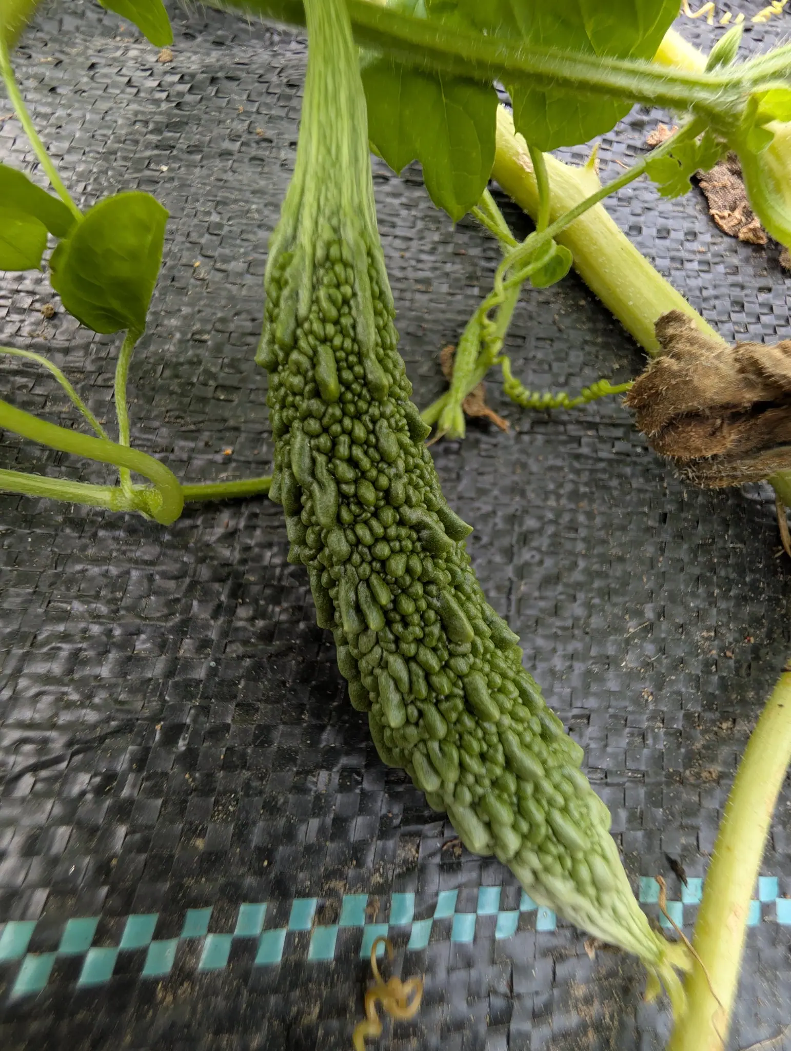 Bitter Melon, 27 August 2026