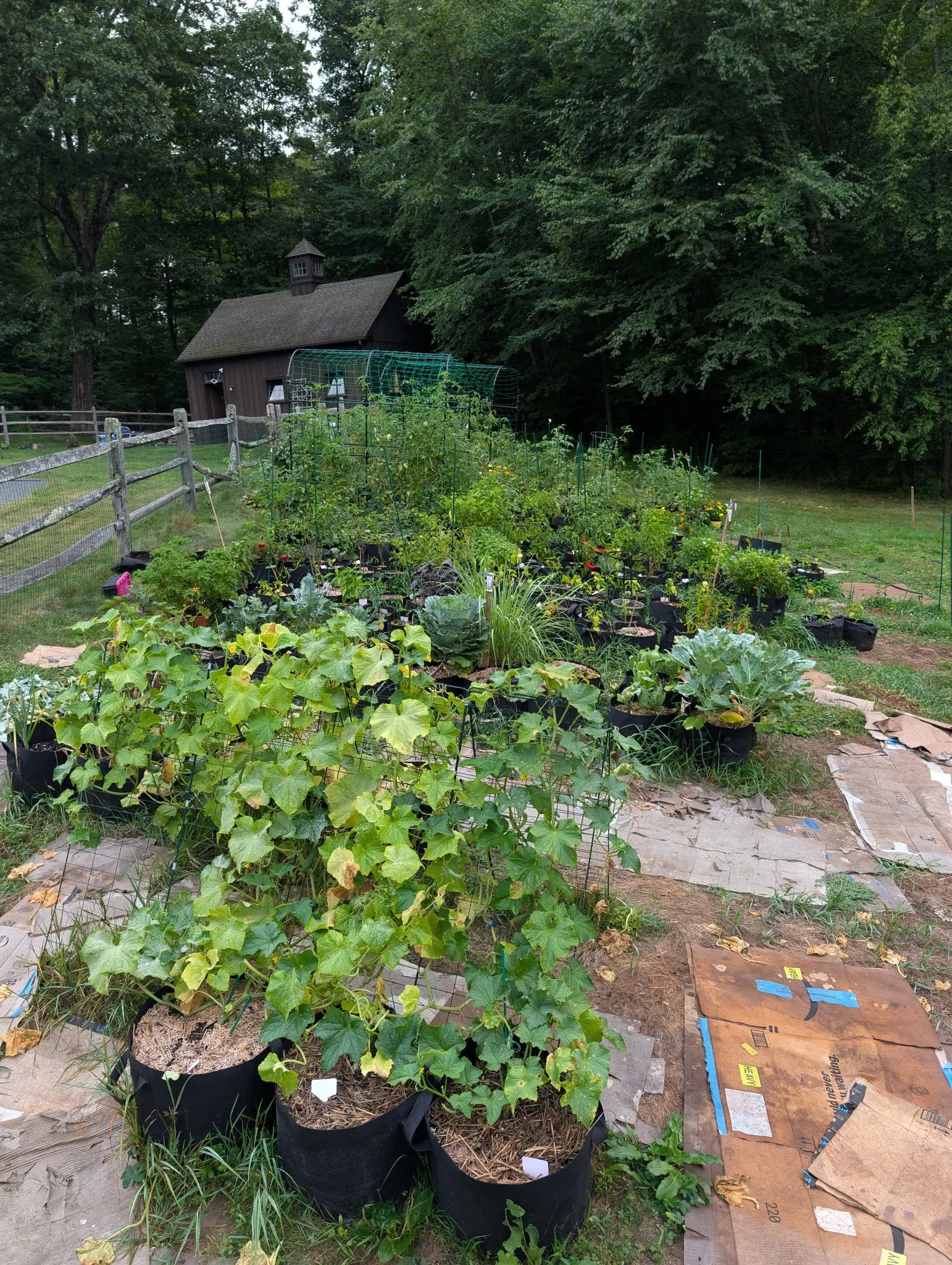 The garden, 27 August 2026