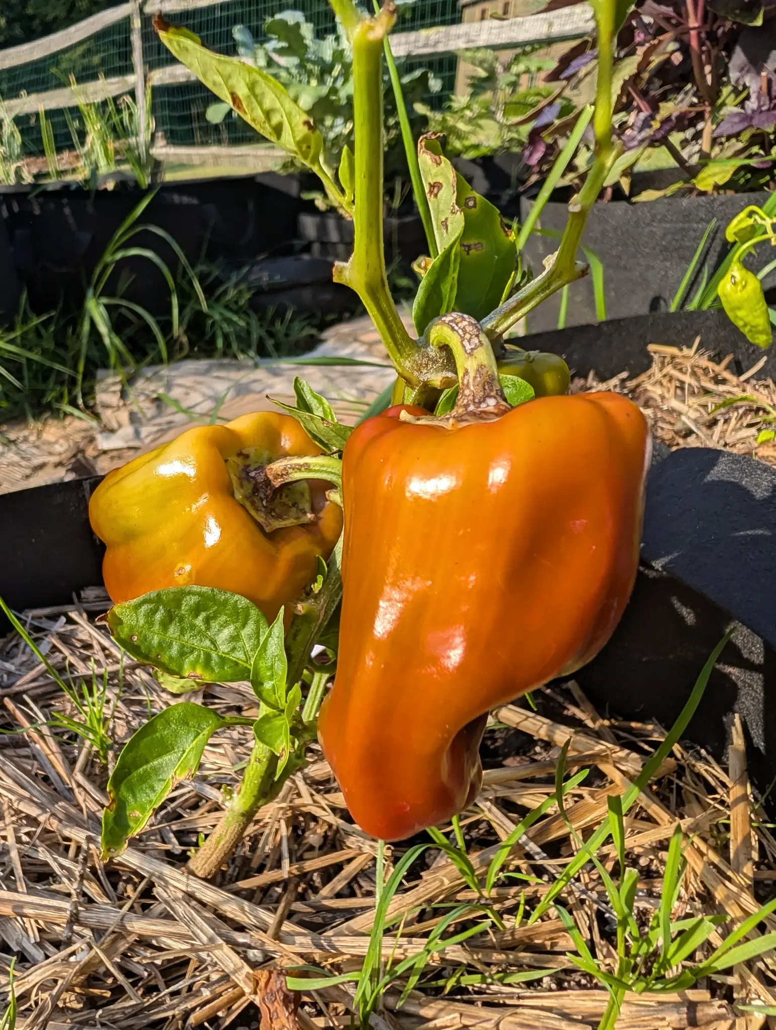 Peppers, 28 August 2026