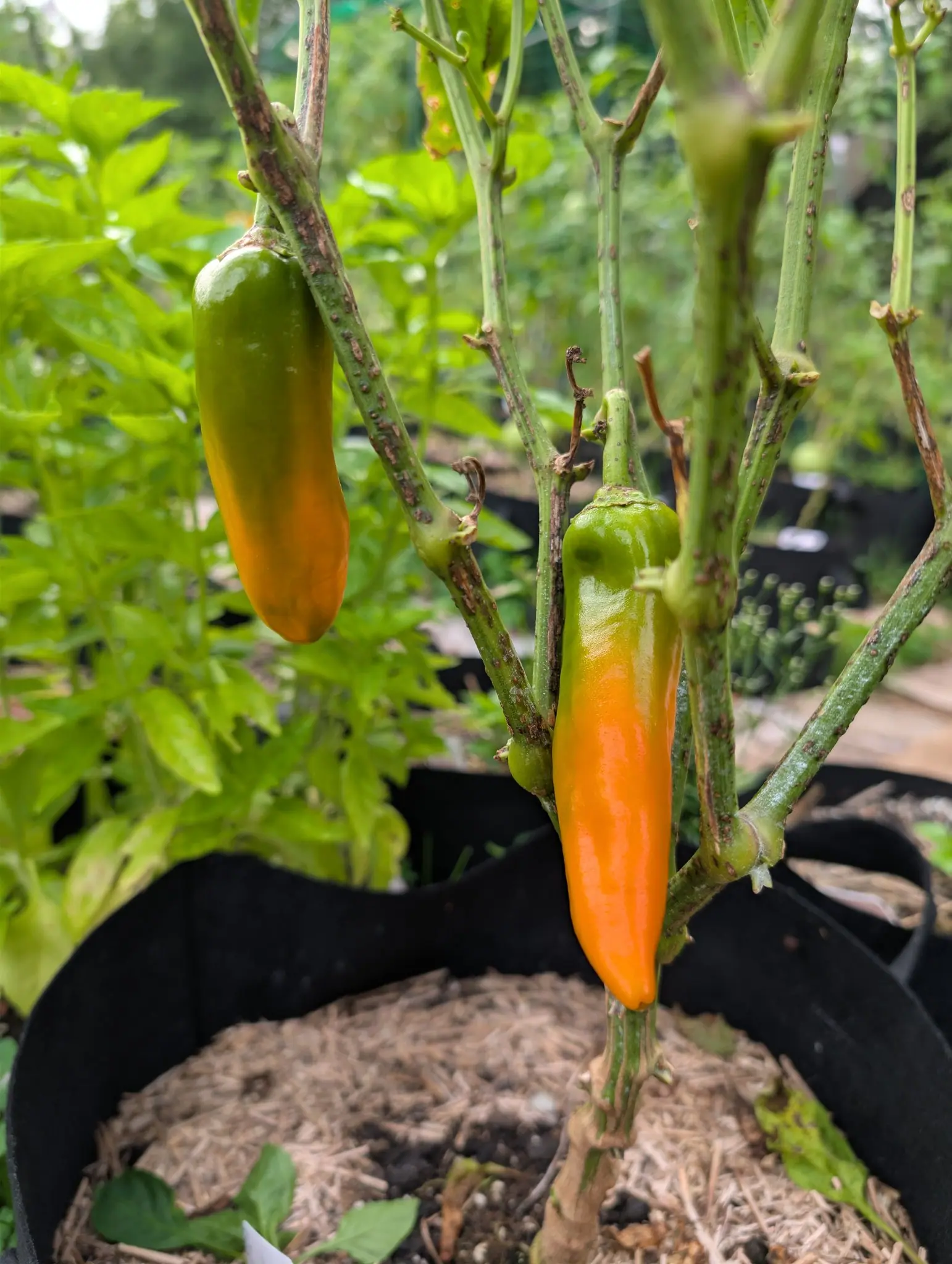 Peppers, 28 August 2026