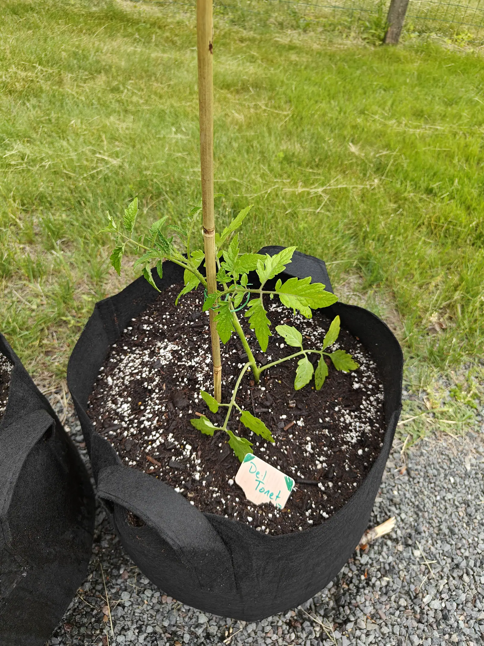 A young tomato plant leaning beside a bamboo cane in a black fabric grow bag, a handwritten label in the perlite-flecked compost, with mown grass beyond.