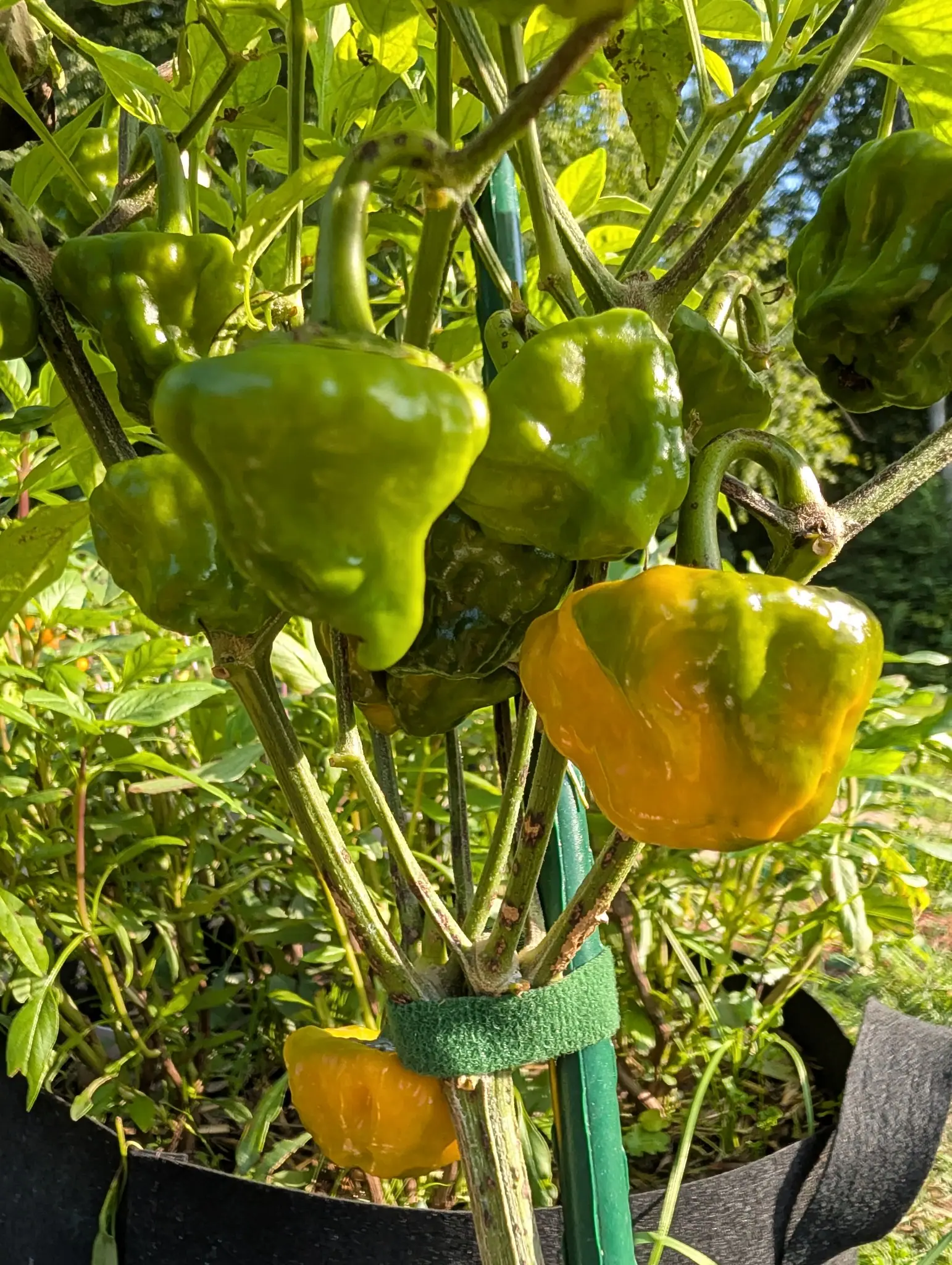 Peppers, 28 August 2026