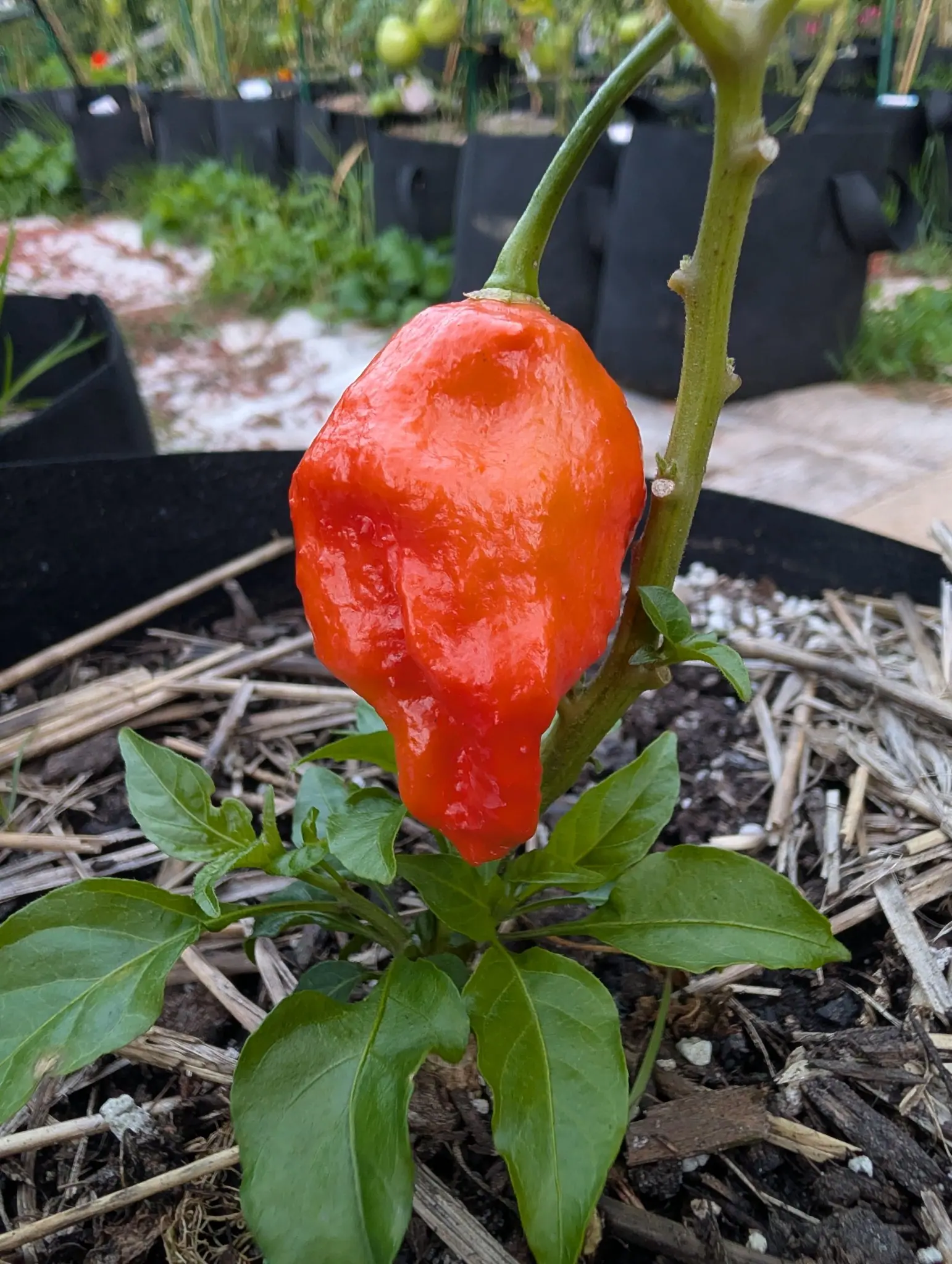 Peppers, 29 August 2026
