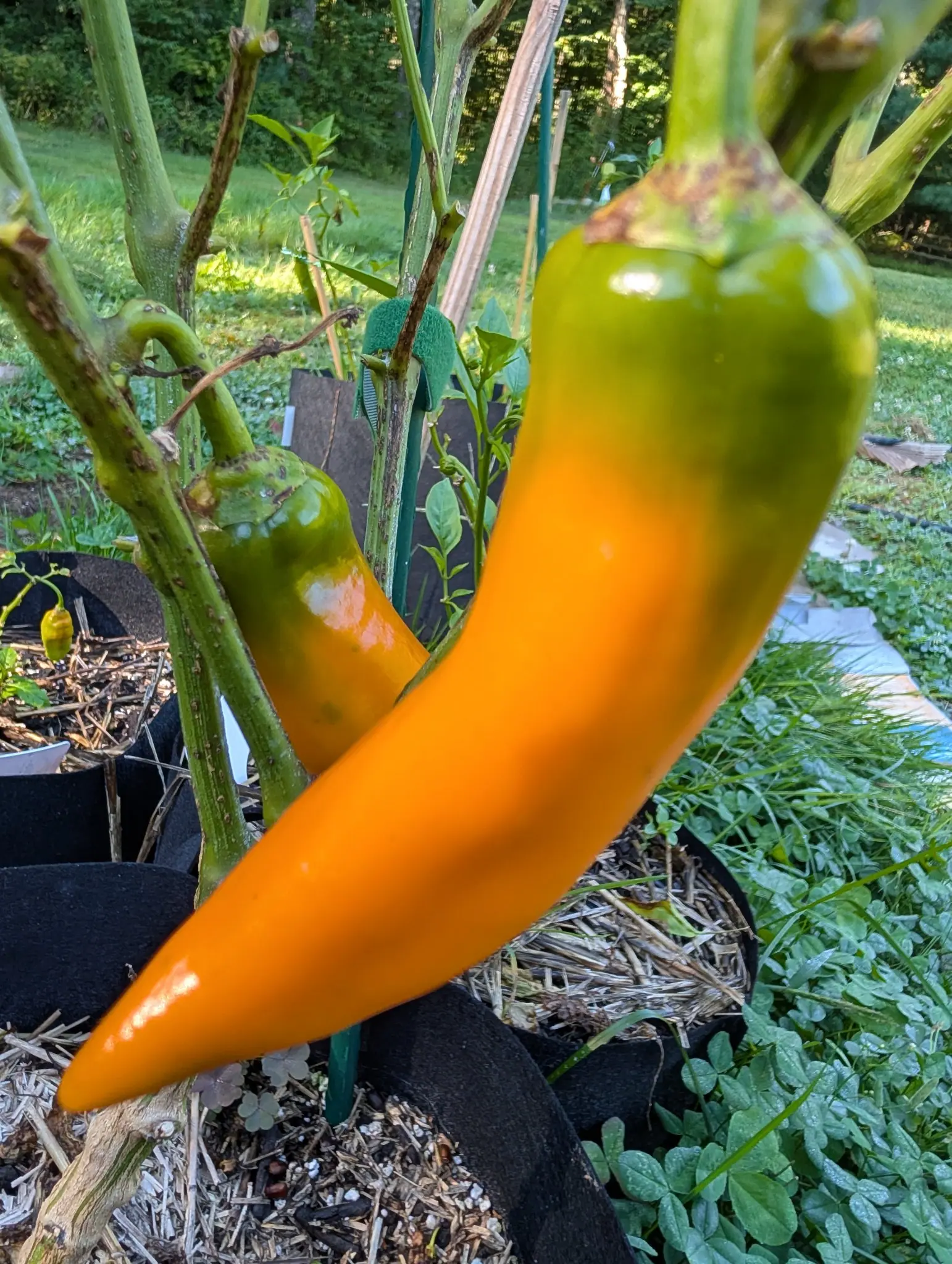 Peppers, 29 August 2026