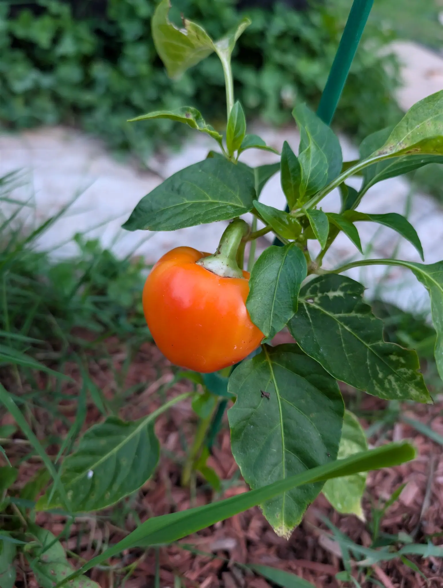 Peppers, 29 August 2026