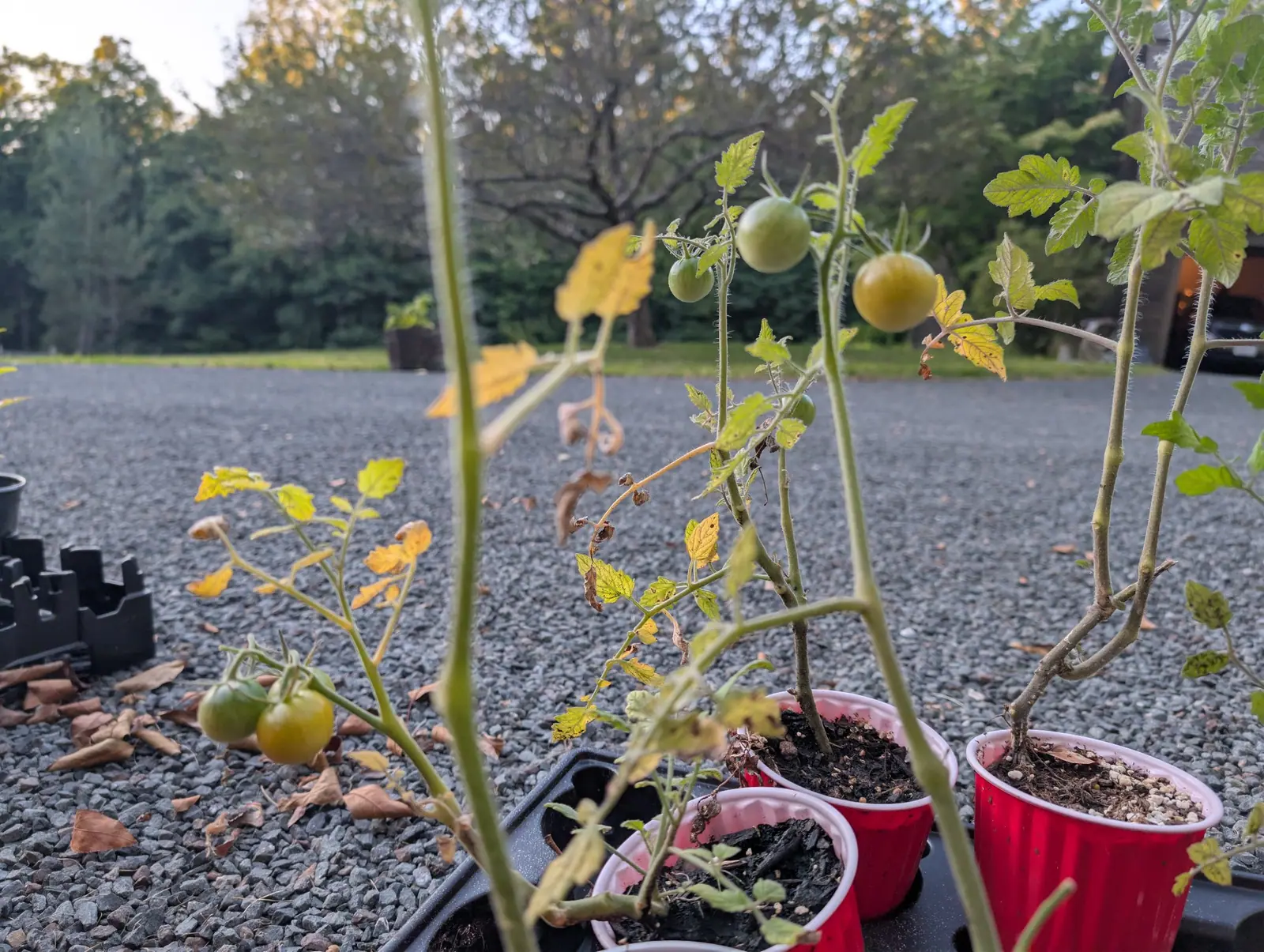 Tomatoes, 29 August 2026