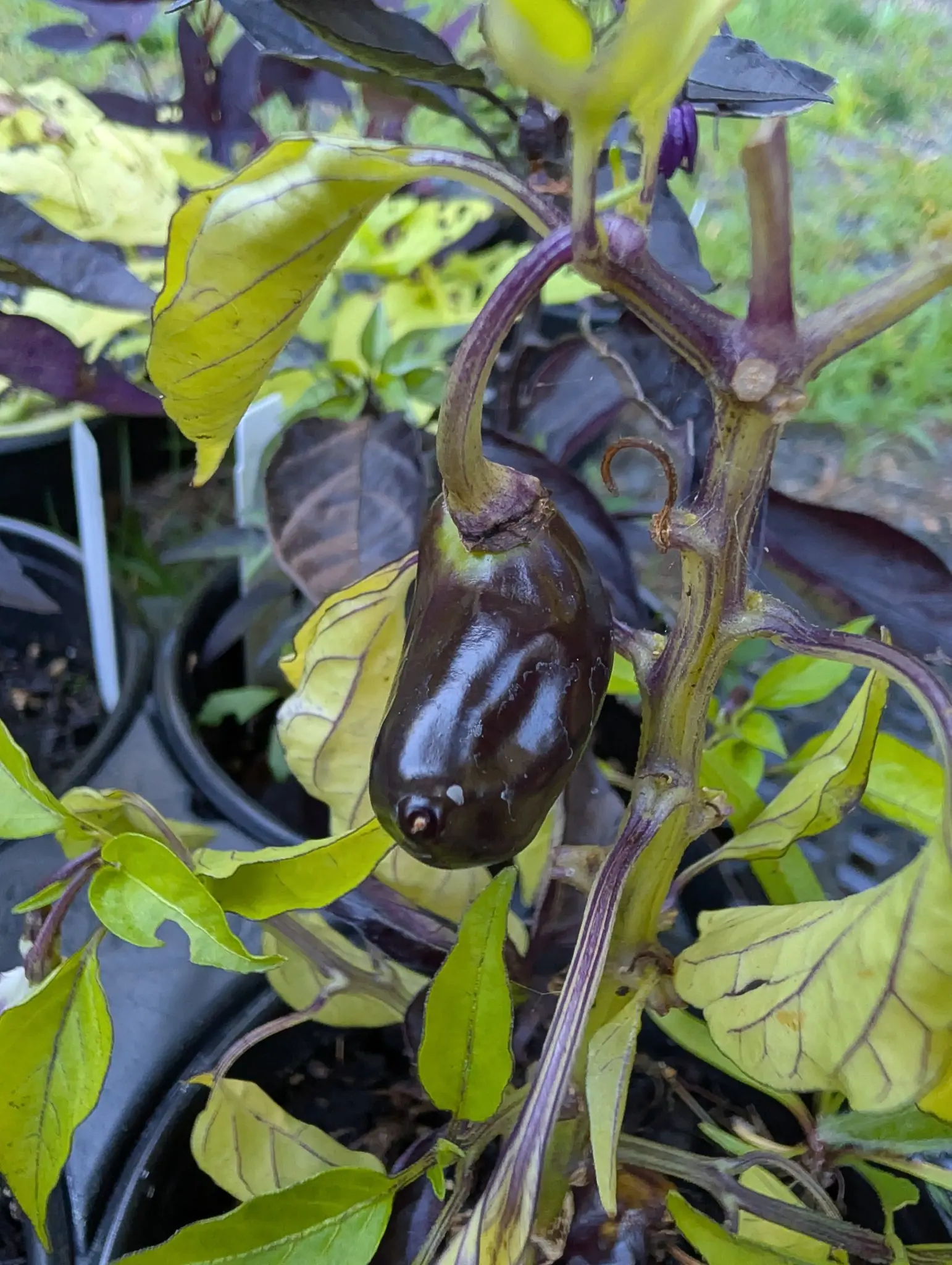 Peppers, 29 August 2026