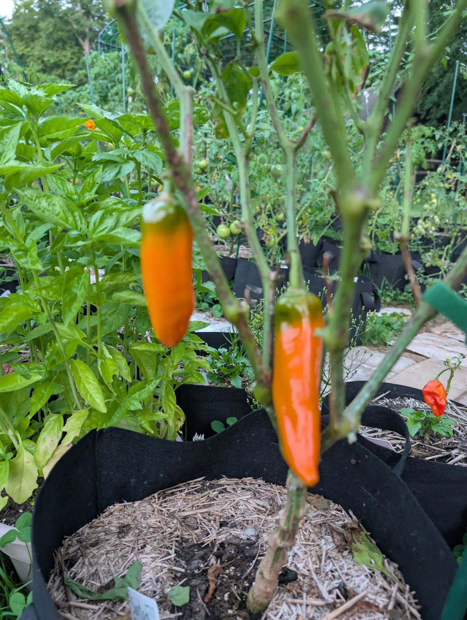 Peppers, 29 August 2026