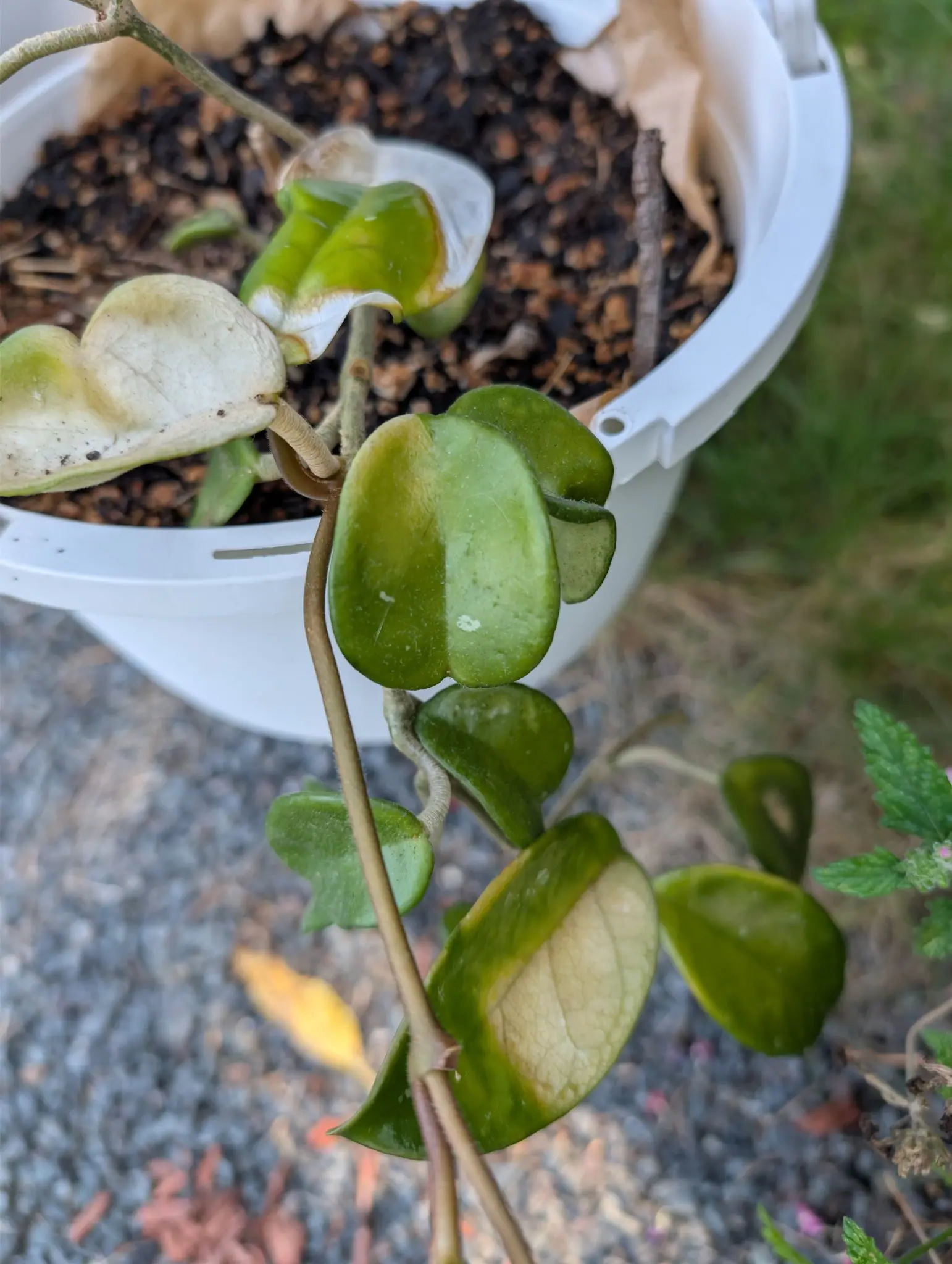 Hoya, 30 August 2026