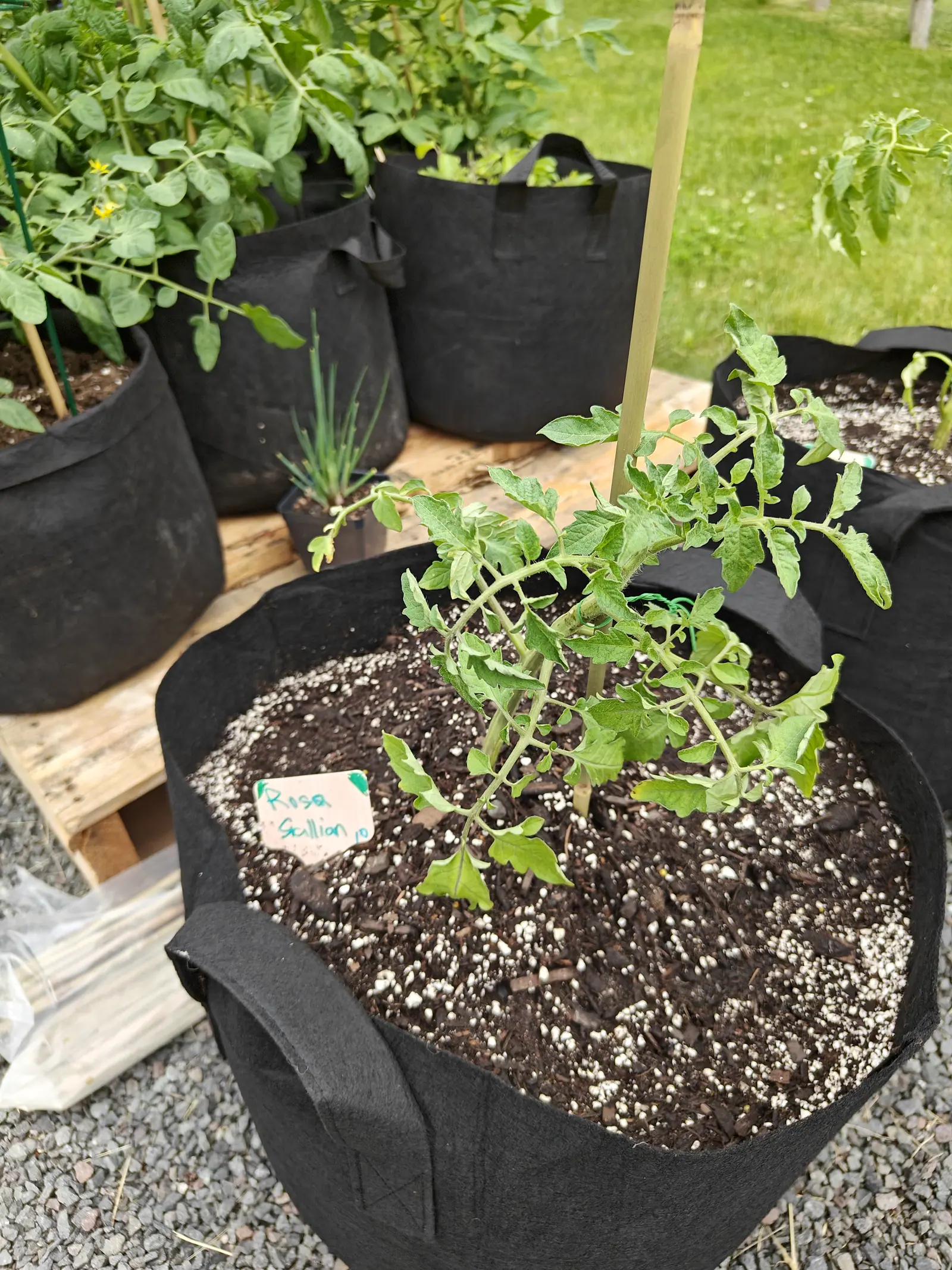 A young tomato plant in a black fabric grow bag beside a bamboo cane, a handwritten label in the compost, with more bags on a timber pallet behind.