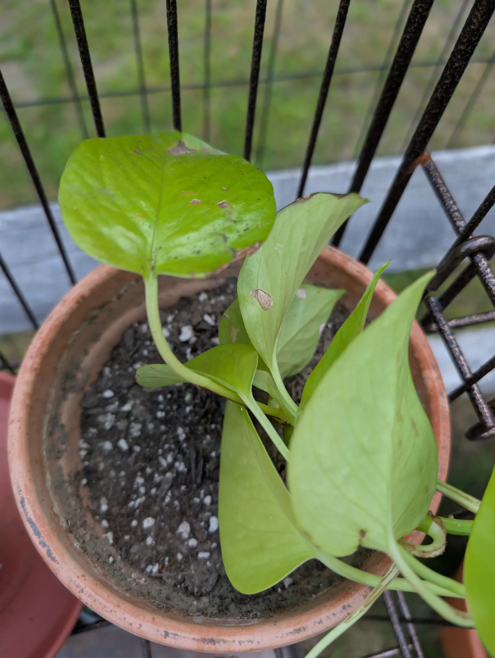 Pothos, 30 August 2026