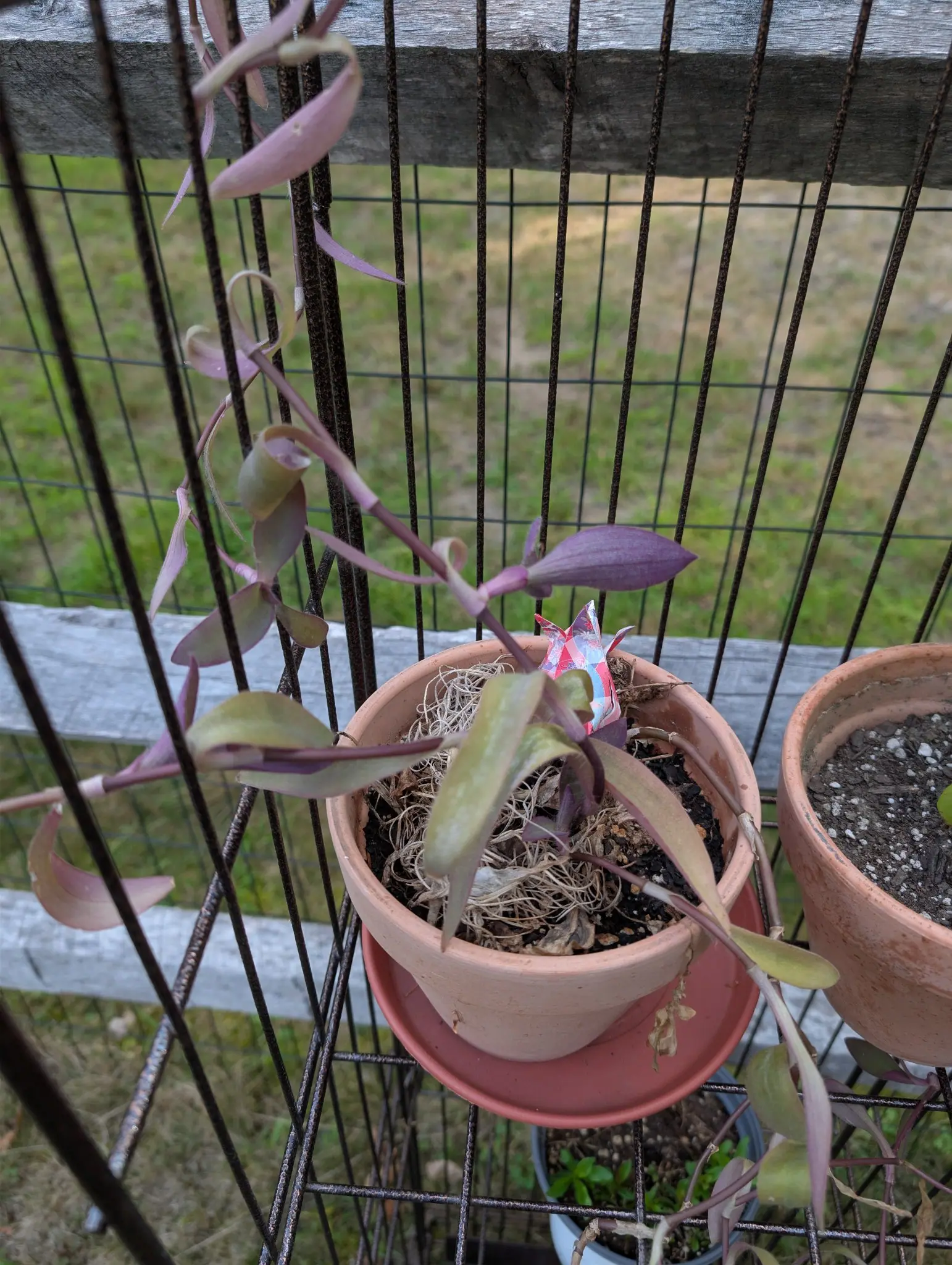 Tradescantia, 30 August 2026