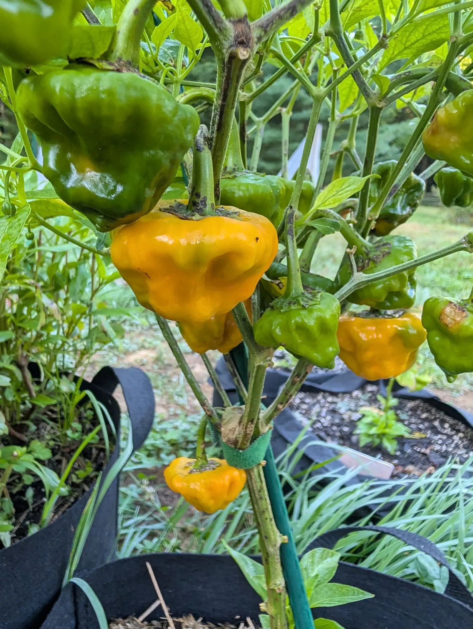 A pepper plant carrying a dozen squat lantern-shaped fruit, broad and deeply crumpled at the shoulders, about half still deep green and half ripened to a rich golden orange.