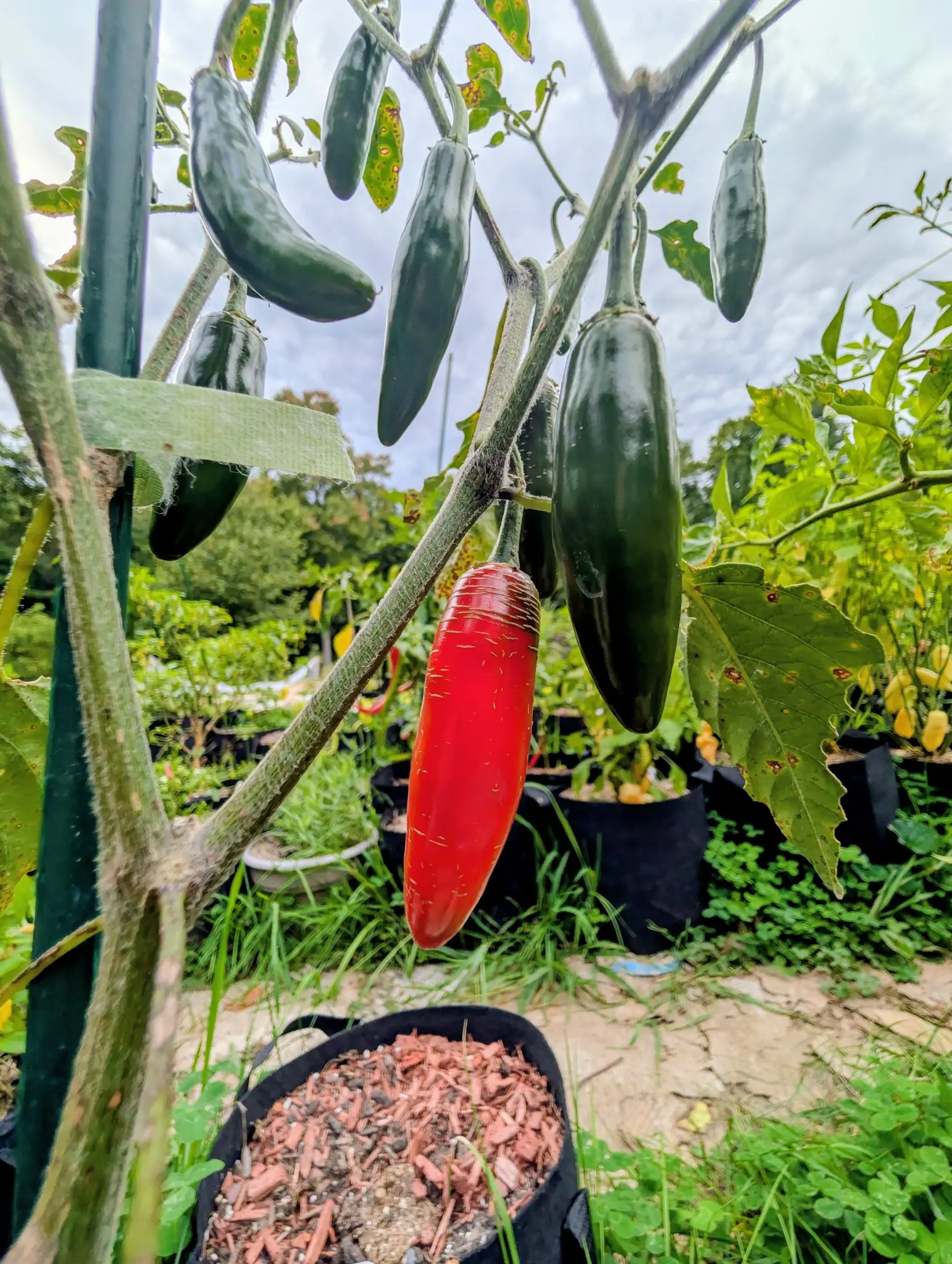 Half a dozen blunt cylindrical peppers hanging against an overcast sky, most a very dark glossy green and one ripened scarlet with fine pale corky striations down its shoulders.