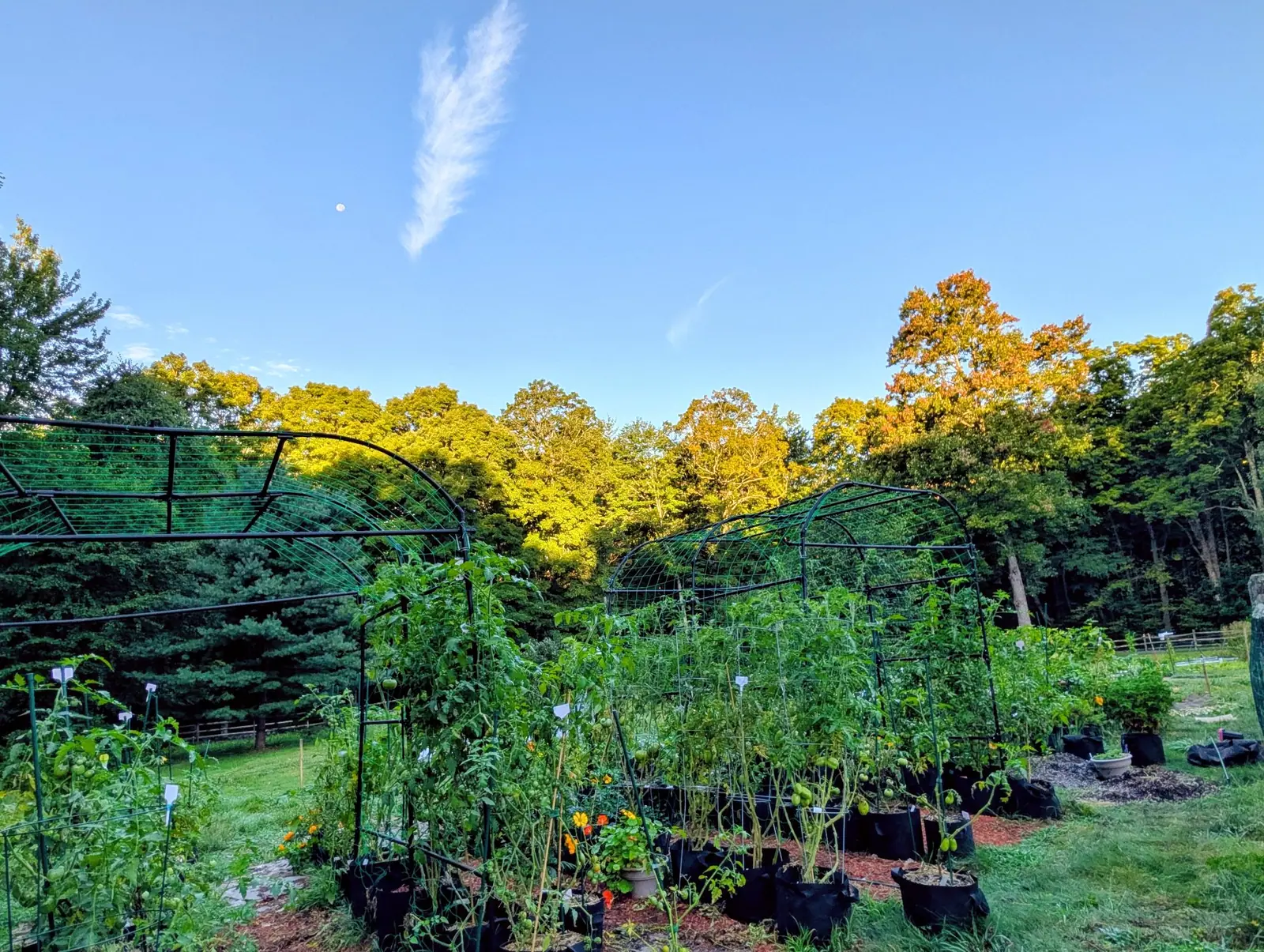 The bag garden in low golden evening light: two green mesh arch tunnels carrying staked plants, rows of black fabric bags on red bark mulch, nasturtiums flowering orange along the near edge, and the moon up in a clear blue sky.