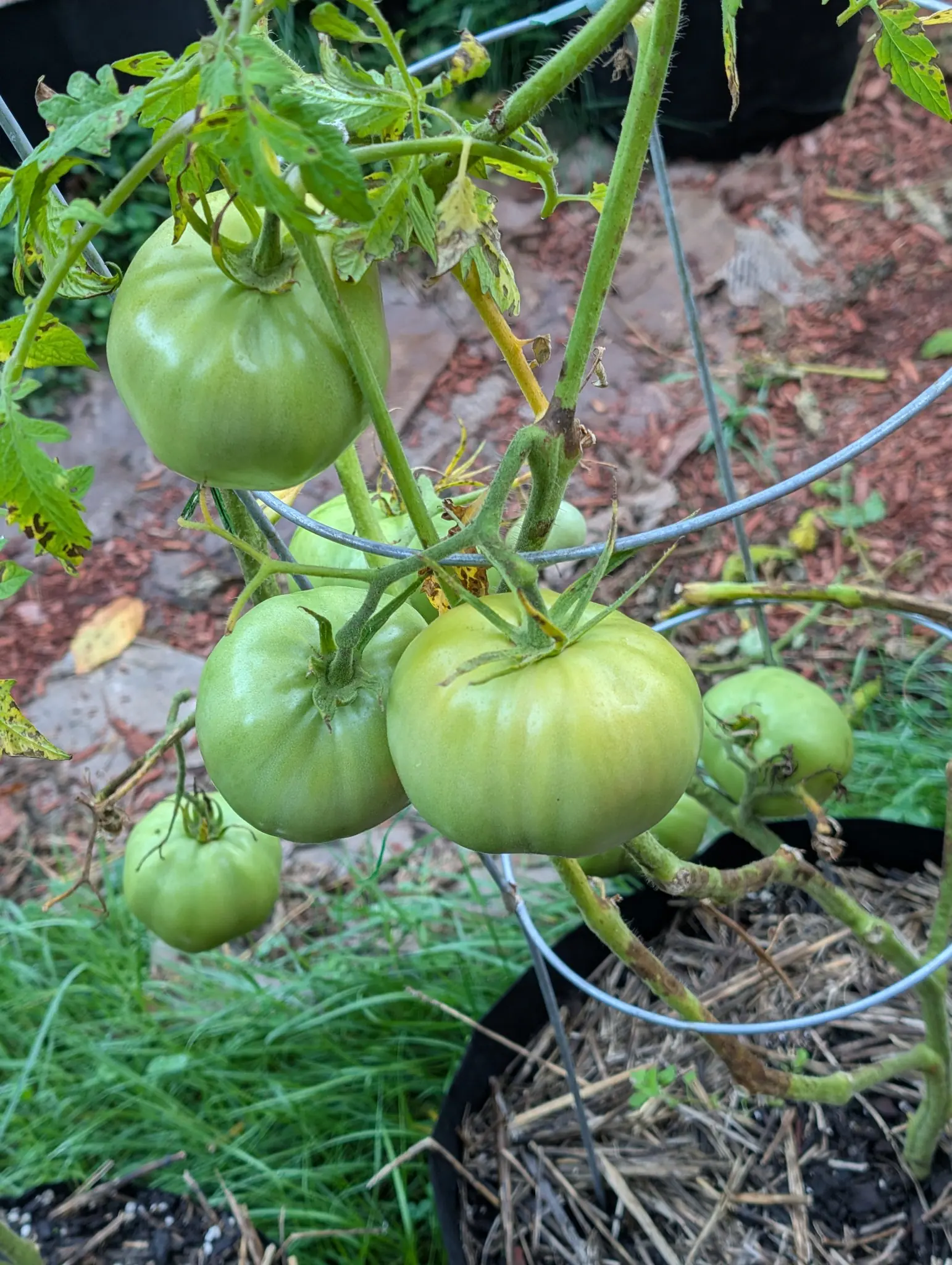 Five or six large round green tomatoes on one plant, shallowly ribbed across their shoulders and held on hairy trusses inside a galvanised wire cage, the foliage above spotted and holed.