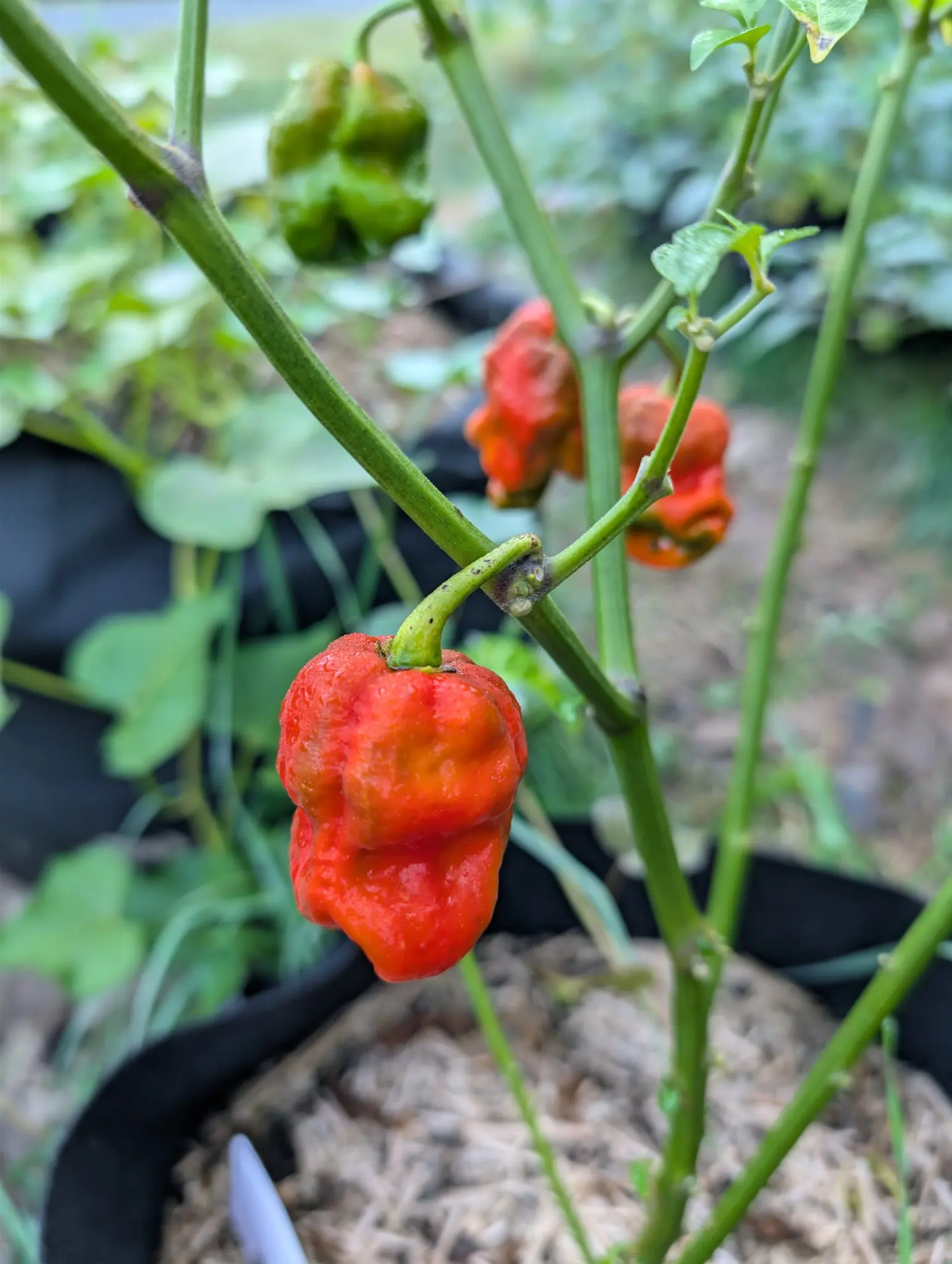 Three peppers on one plant, each broad-shouldered and gathered into deep irregular folds before tapering to a small wrinkled tip, the nearest fully ripened to a wet scarlet.