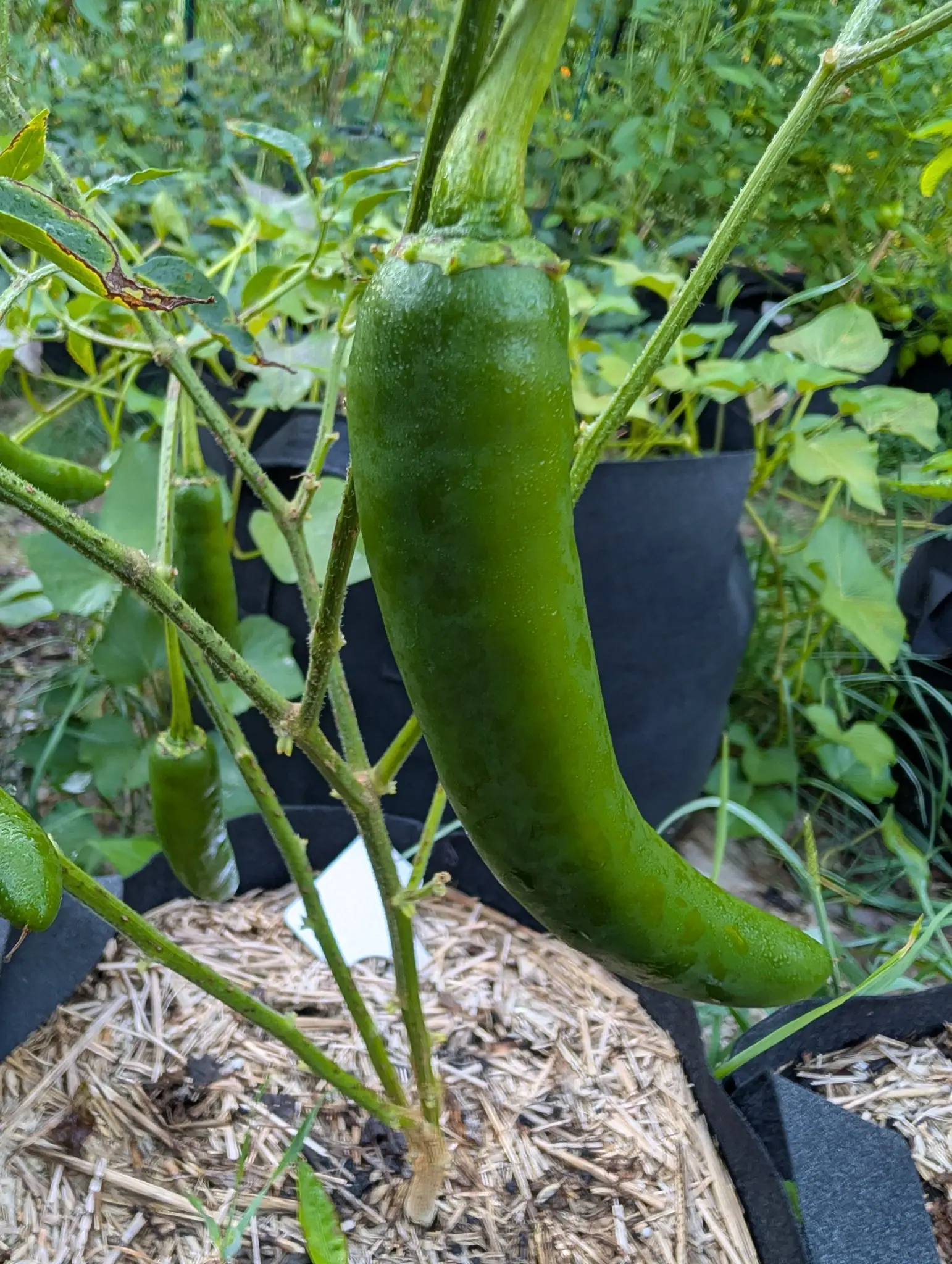One large thick-walled pepper hanging from a woody stem, smooth glossy dark green and blunt and cylindrical with a slight curve, beaded all over with dew.