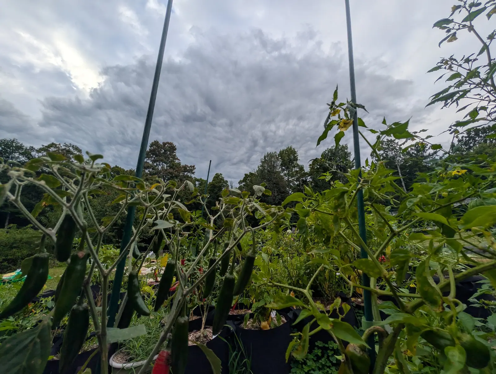 A low-angle view across the bag garden under a heavy grey cloud deck, slender green pods hanging across the whole foreground on hairy grey-green stems, with green stakes, rows of black bags and woodland receding behind.
