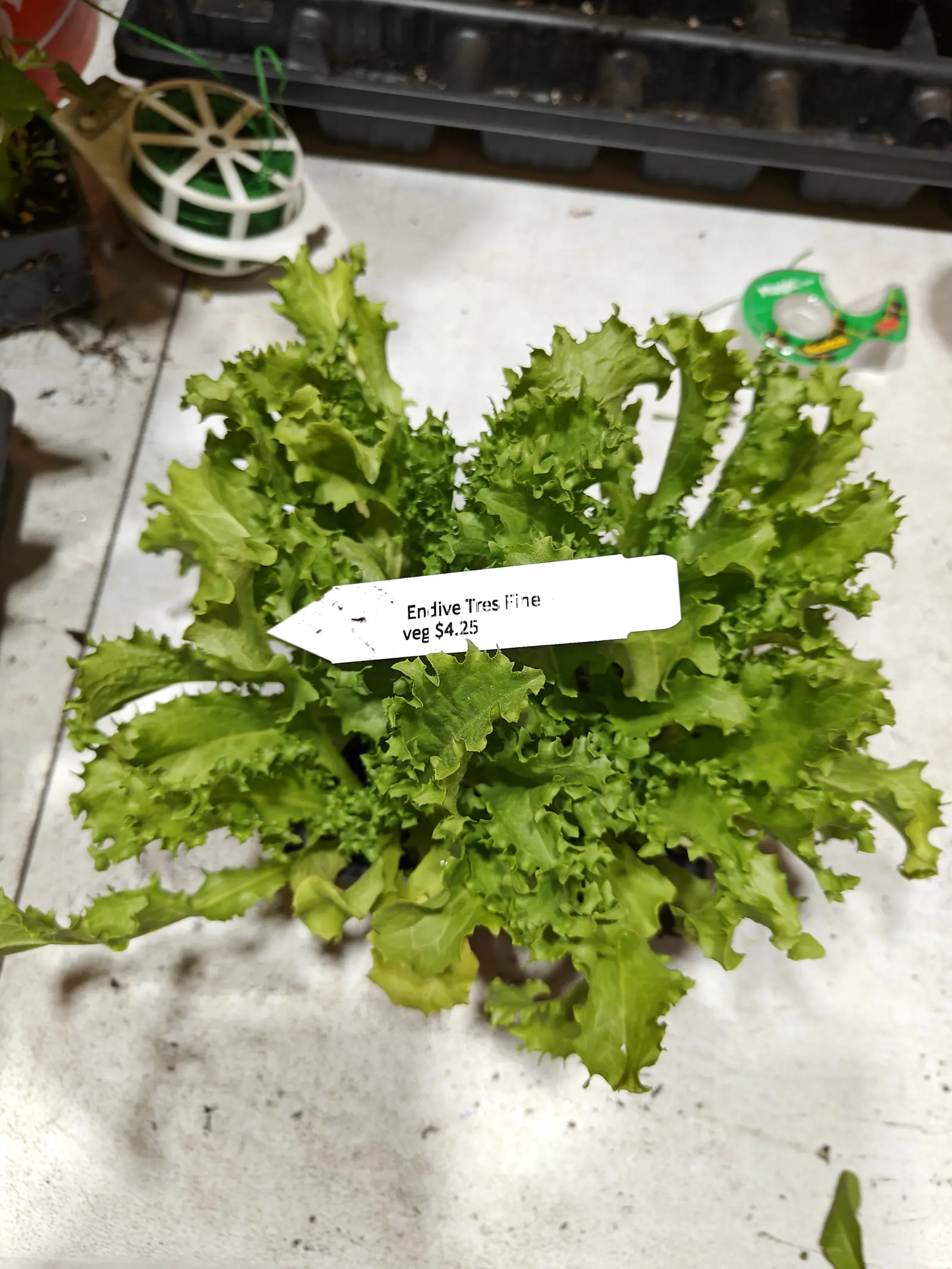 A loose head of pale green leaves with deeply frilled curled edges, on a pale concrete bench with a plastic label pushed in at the front. Seed trays and a reel of twine sit behind.