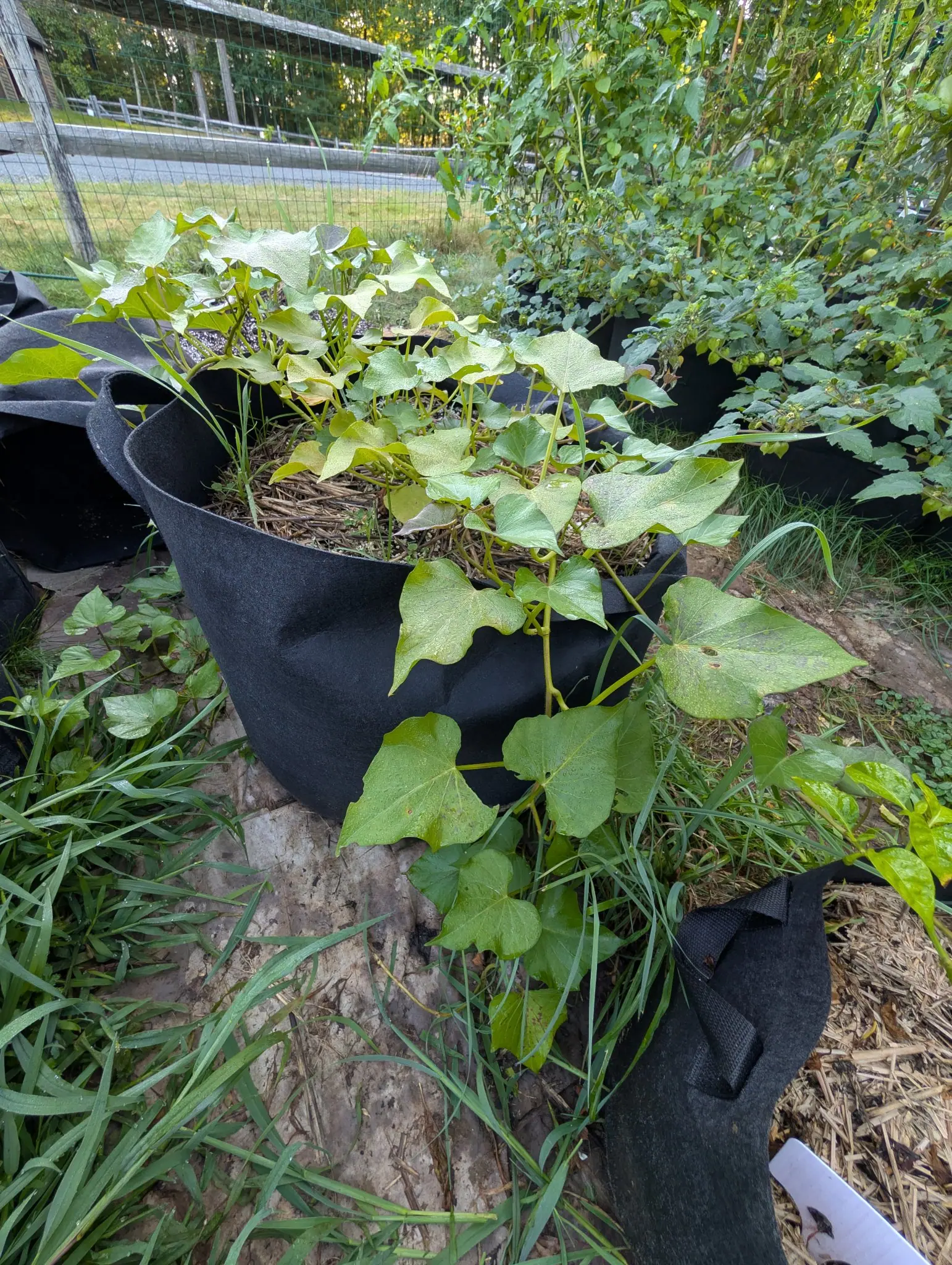 A black fabric grow bag filled with a sprawling sweet potato vine, its broad heart-shaped leaves some entire and some cut into three deep lobes, on long trailing purple-flushed stems.