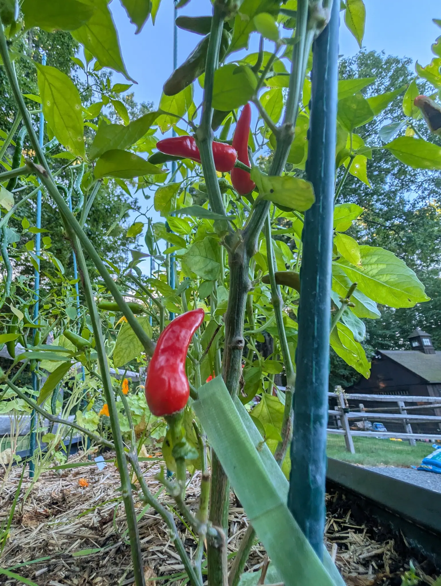 Several small slender peppers held upright on thin green stems, four ripened to bright scarlet and drawn to fine points, the rest still green, with a dark shed beyond a rail fence.