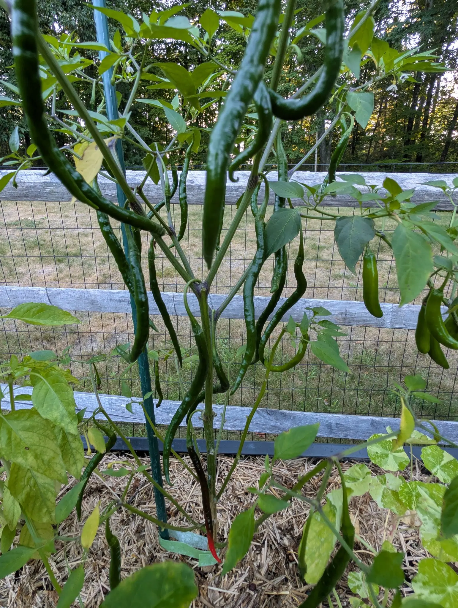 A tall pepper plant carrying two dozen very long slender green pods, most hanging straight down and several curling back on themselves, against a split-rail fence with wire mesh.