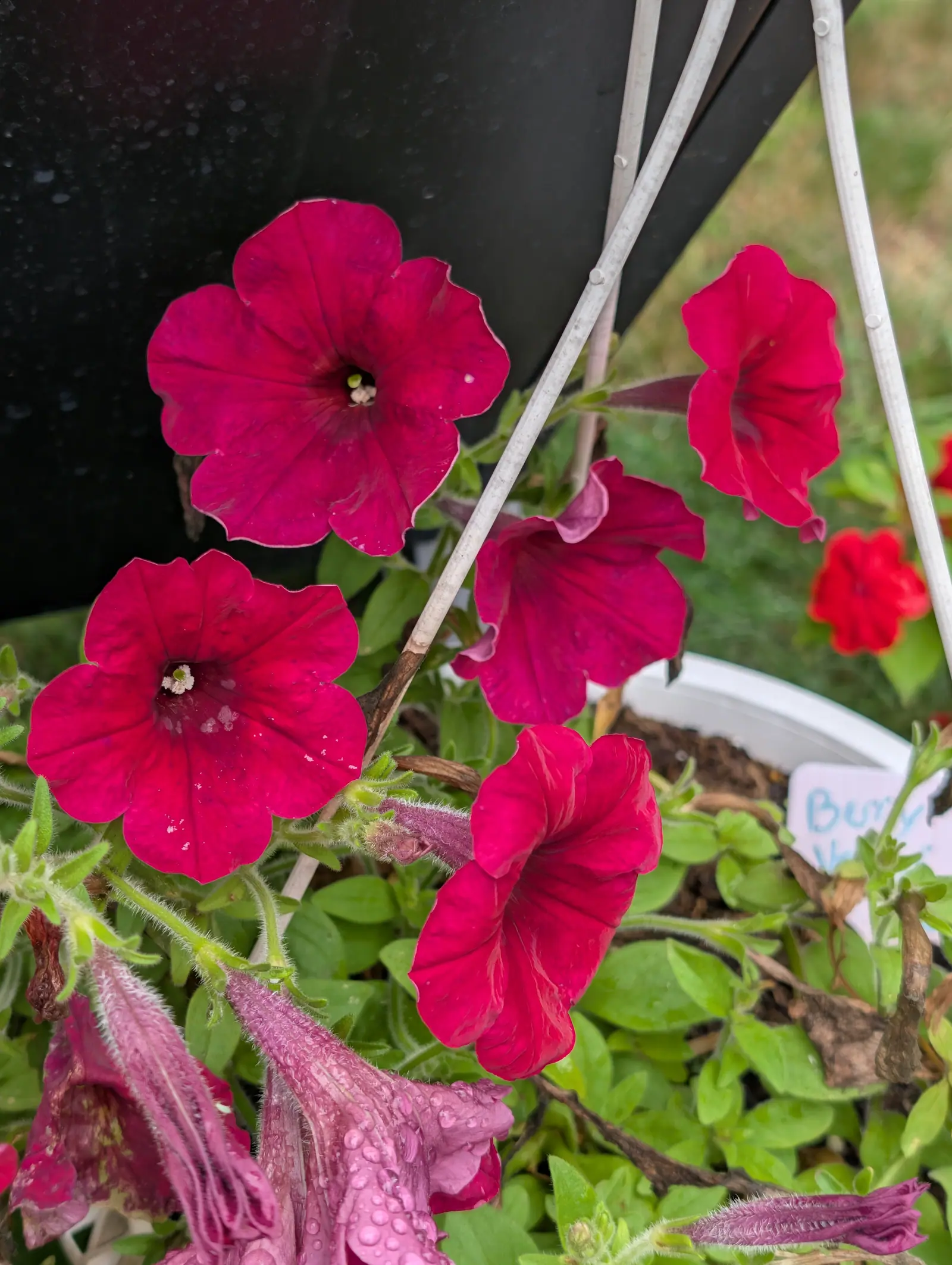Petunia, 2 September 2026