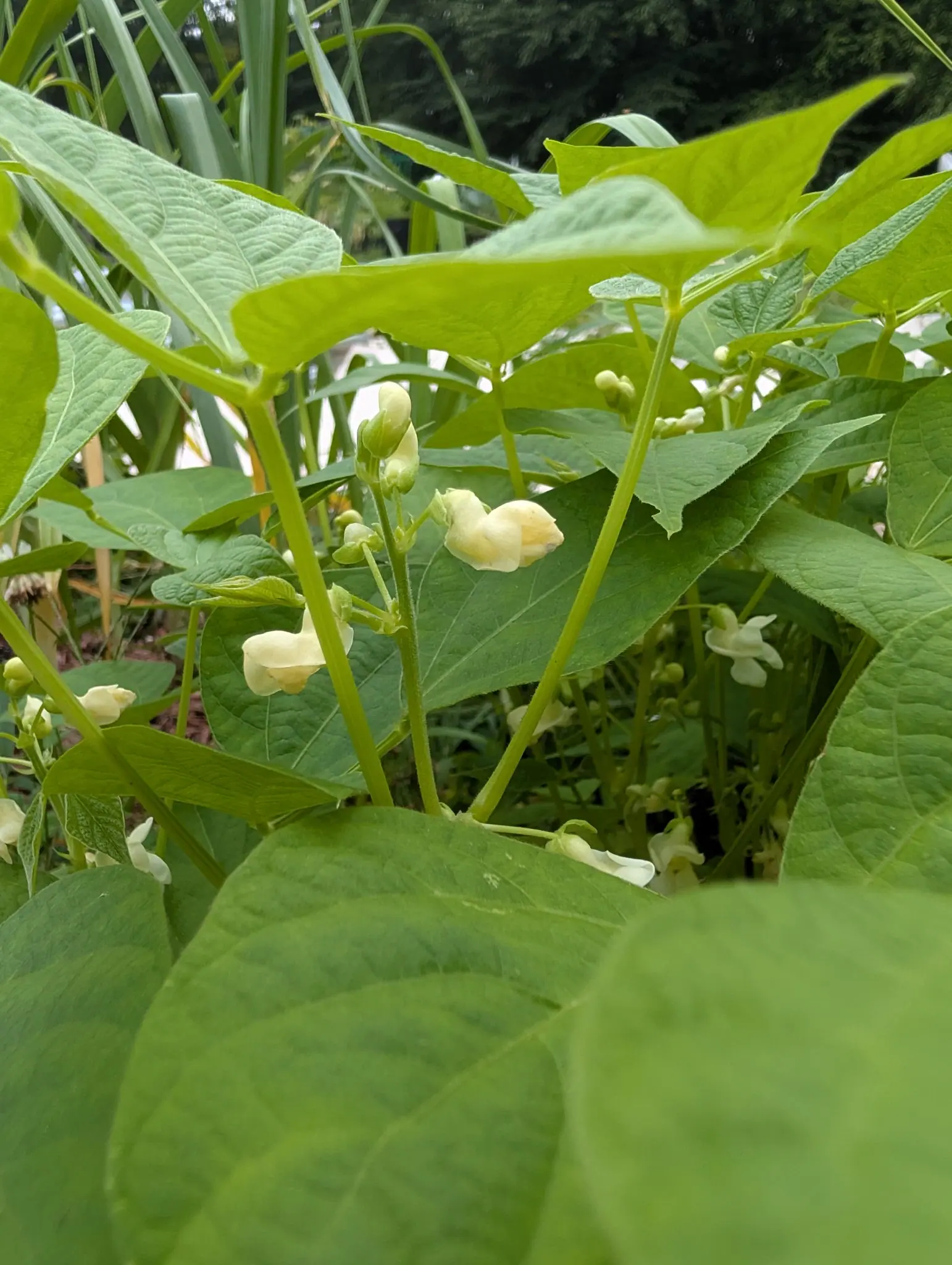 Bean, 2 September 2026