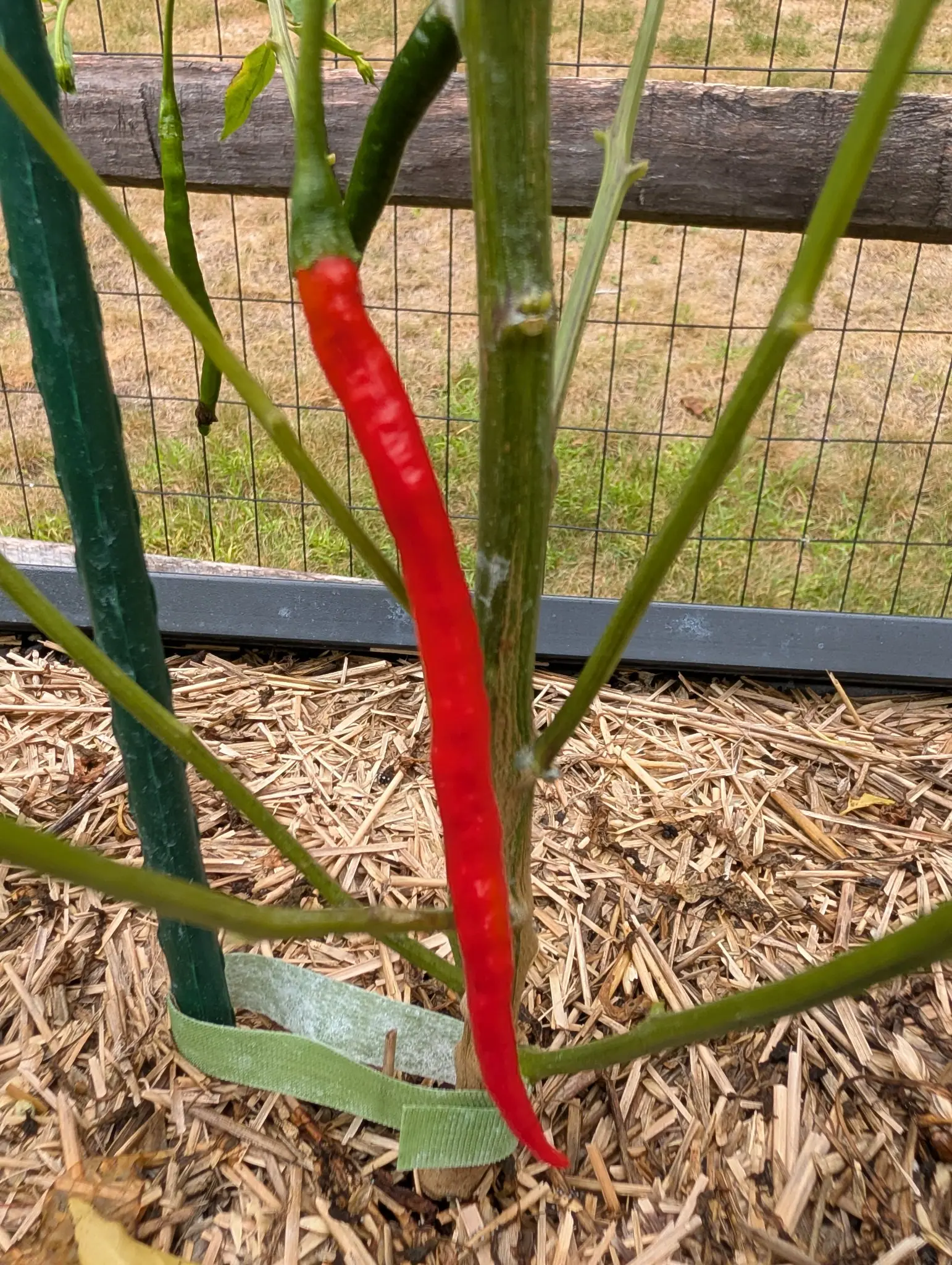 Peppers, 2 September 2026