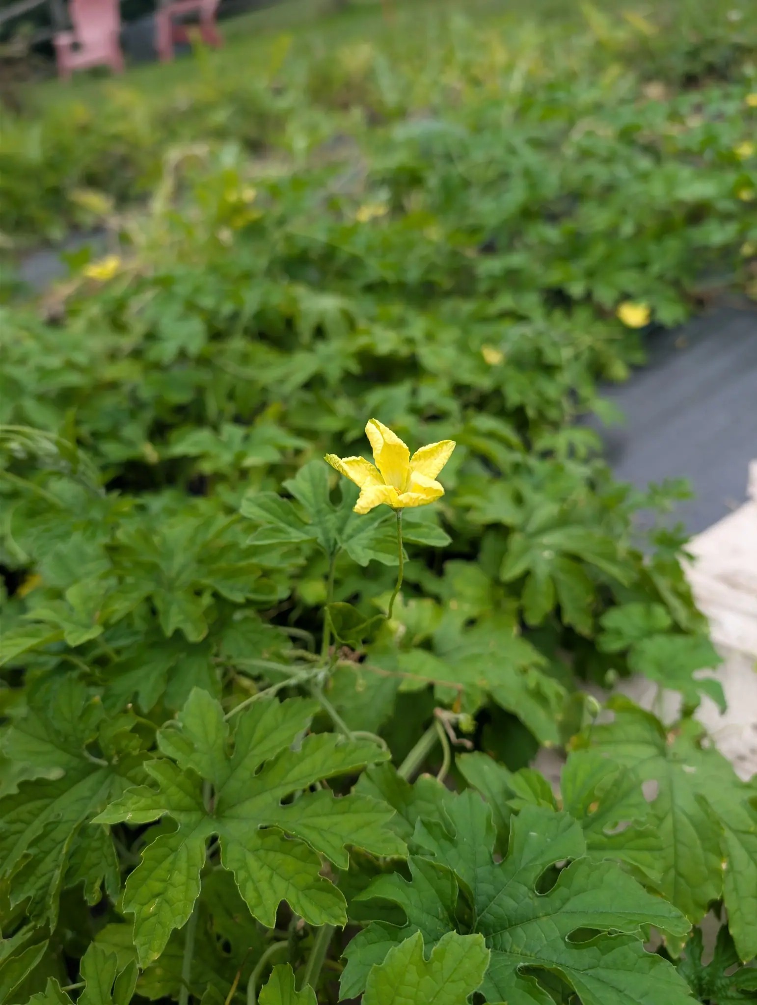 Bitter Melon, 2 September 2026