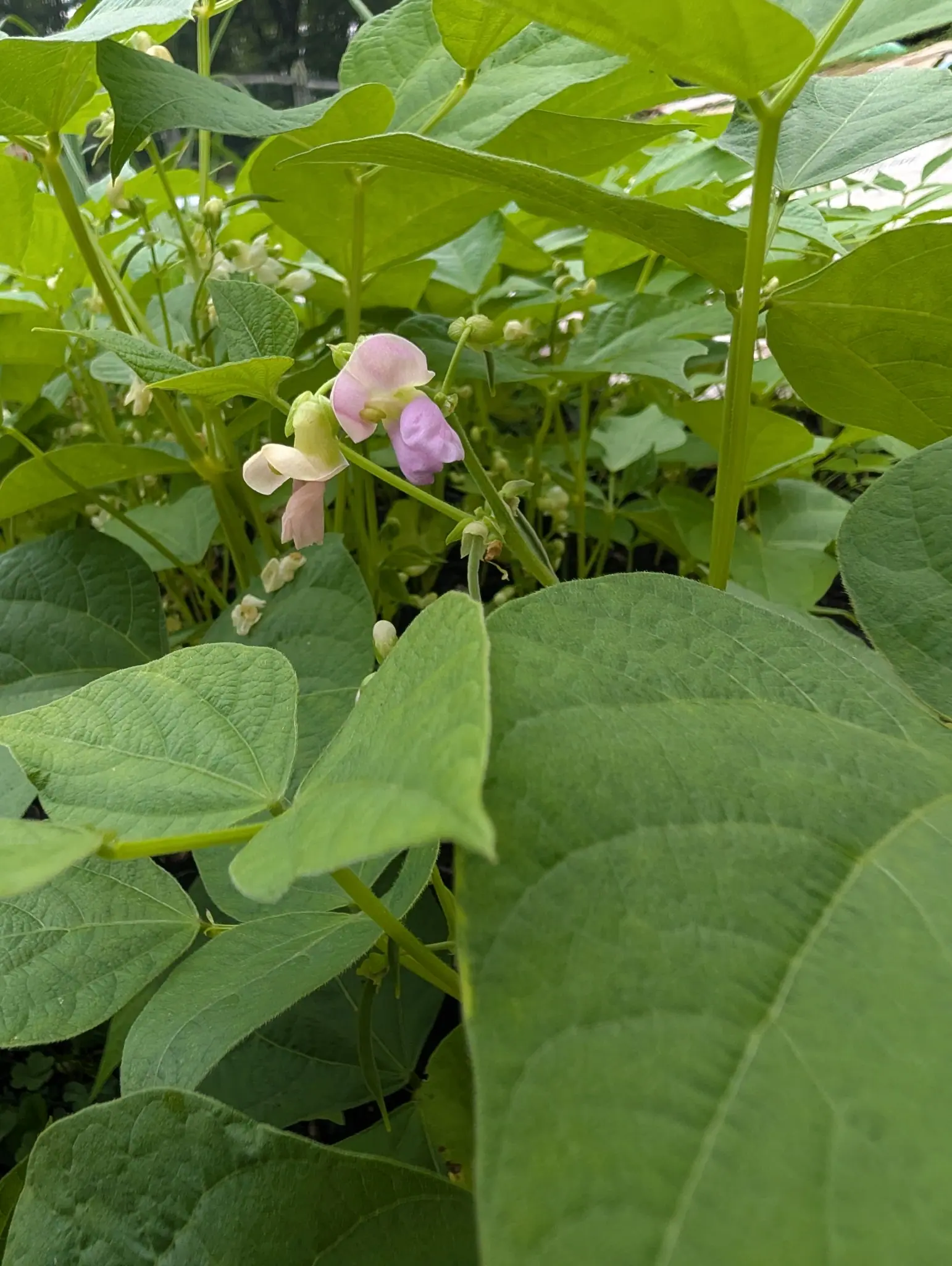 Bean, 2 September 2026
