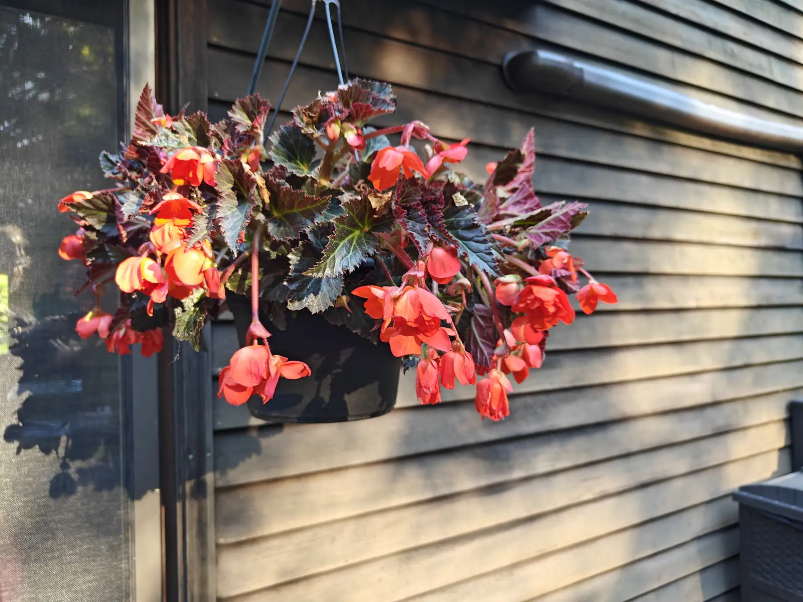 A hanging basket of begonias against timber clapboard, coral-orange flowers dangling over bronze-green leaves, hung on a wire beside a window frame with a metal handrail behind.