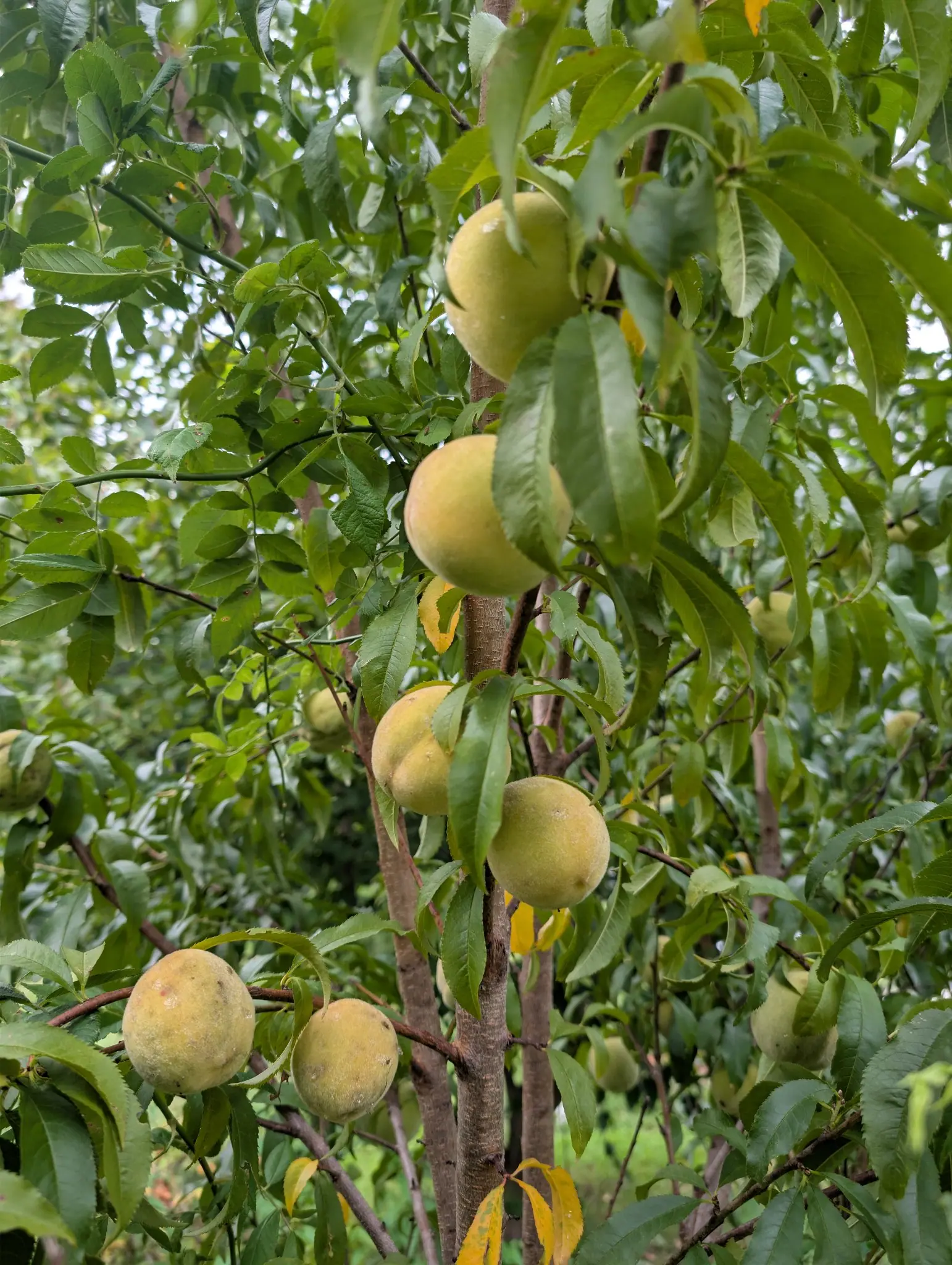 Peaches, 2 September 2026