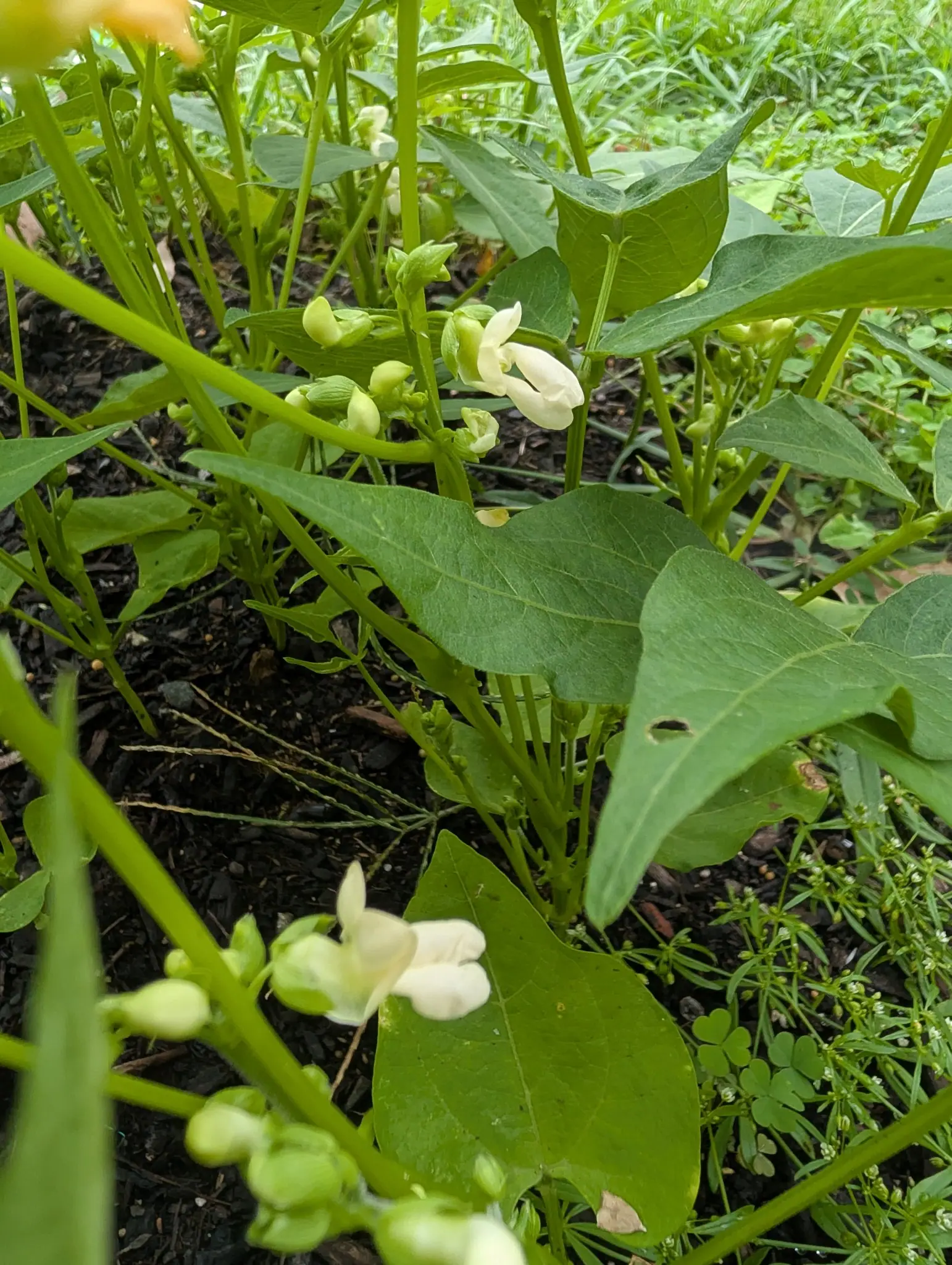 Bean, 2 September 2026
