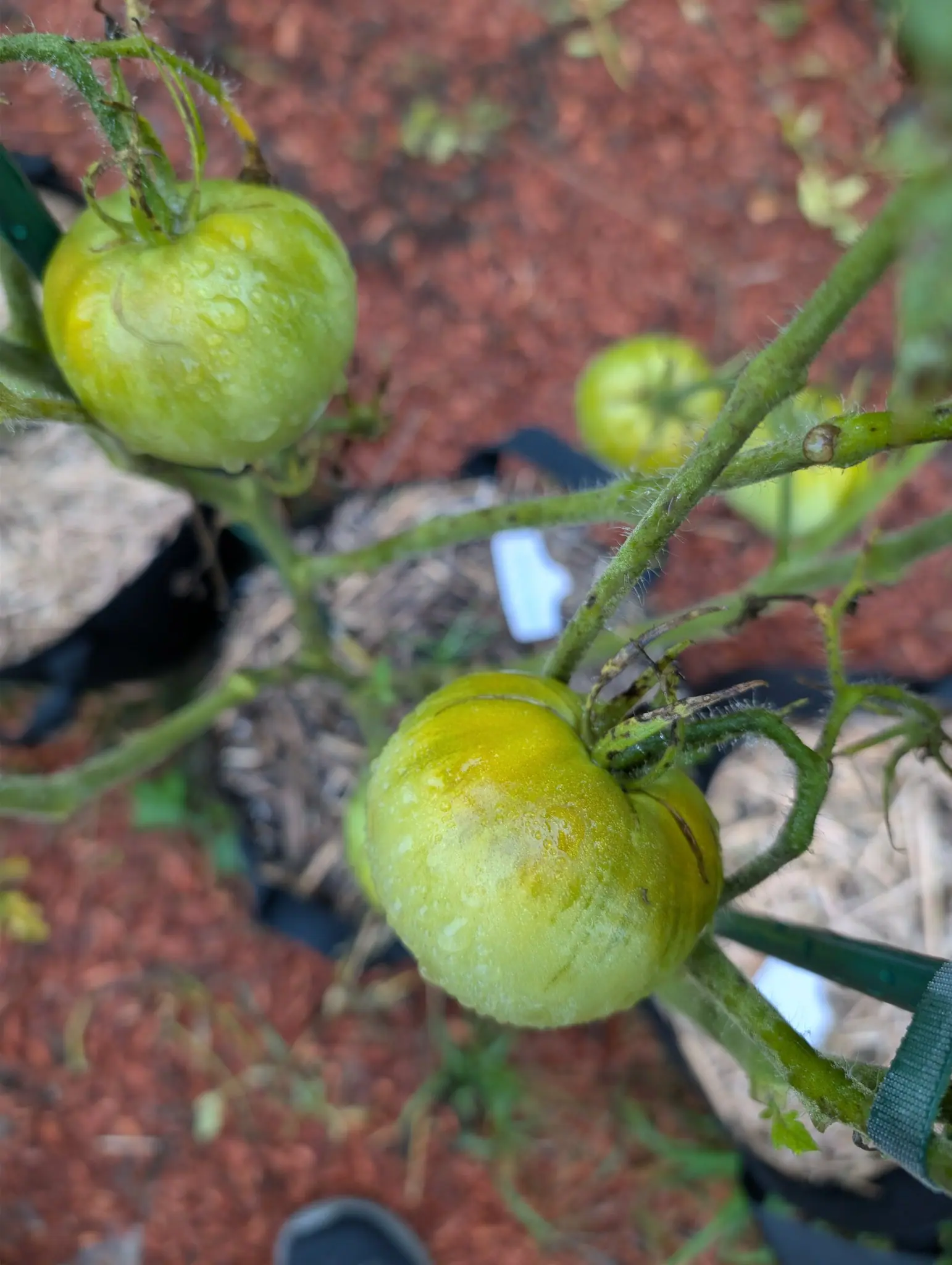 Tomatoes, 3 September 2026