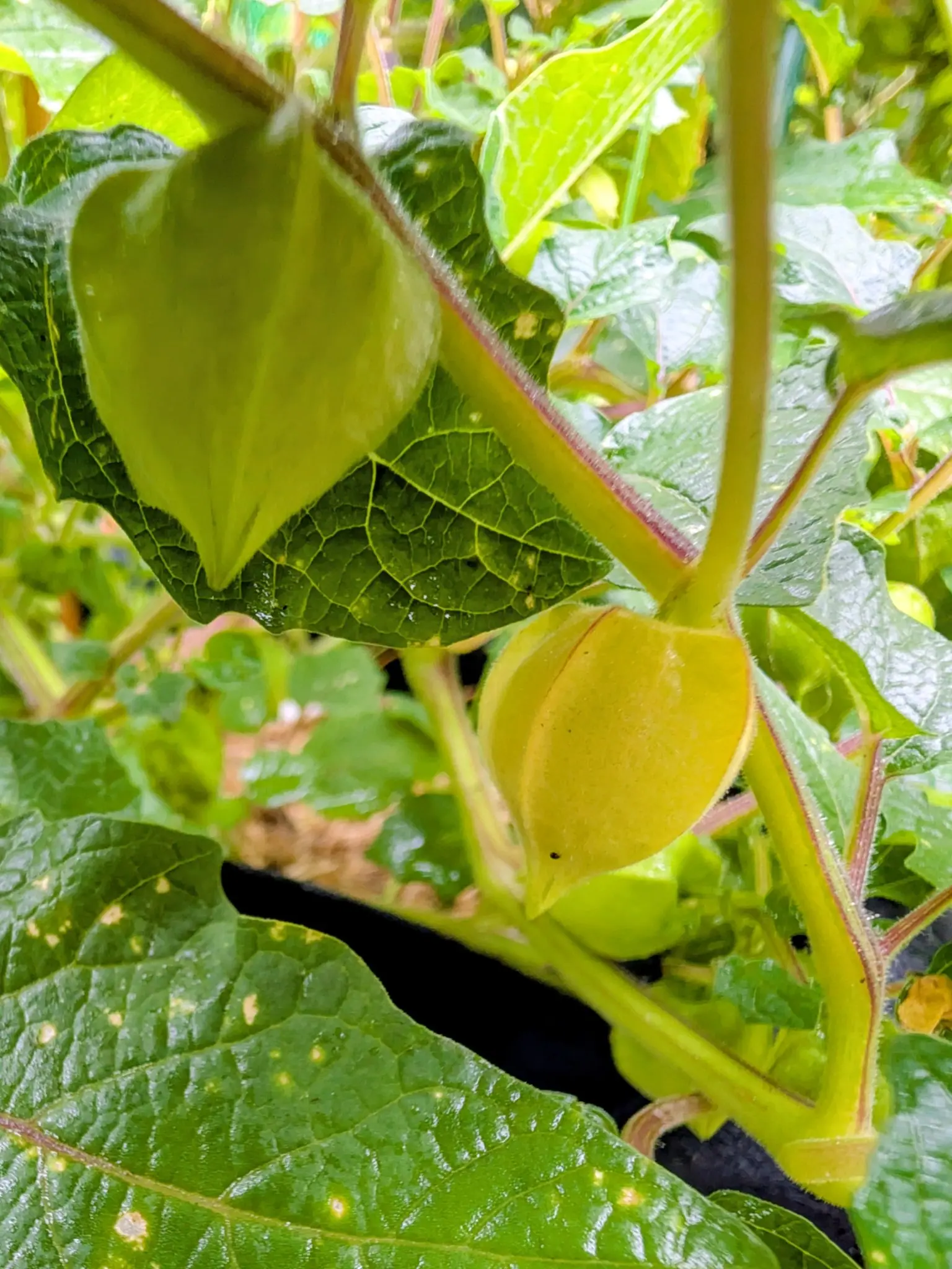 Tomatillos, 3 September 2026