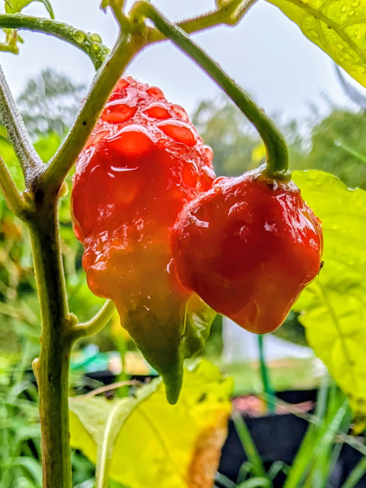Peppers, 3 September 2026