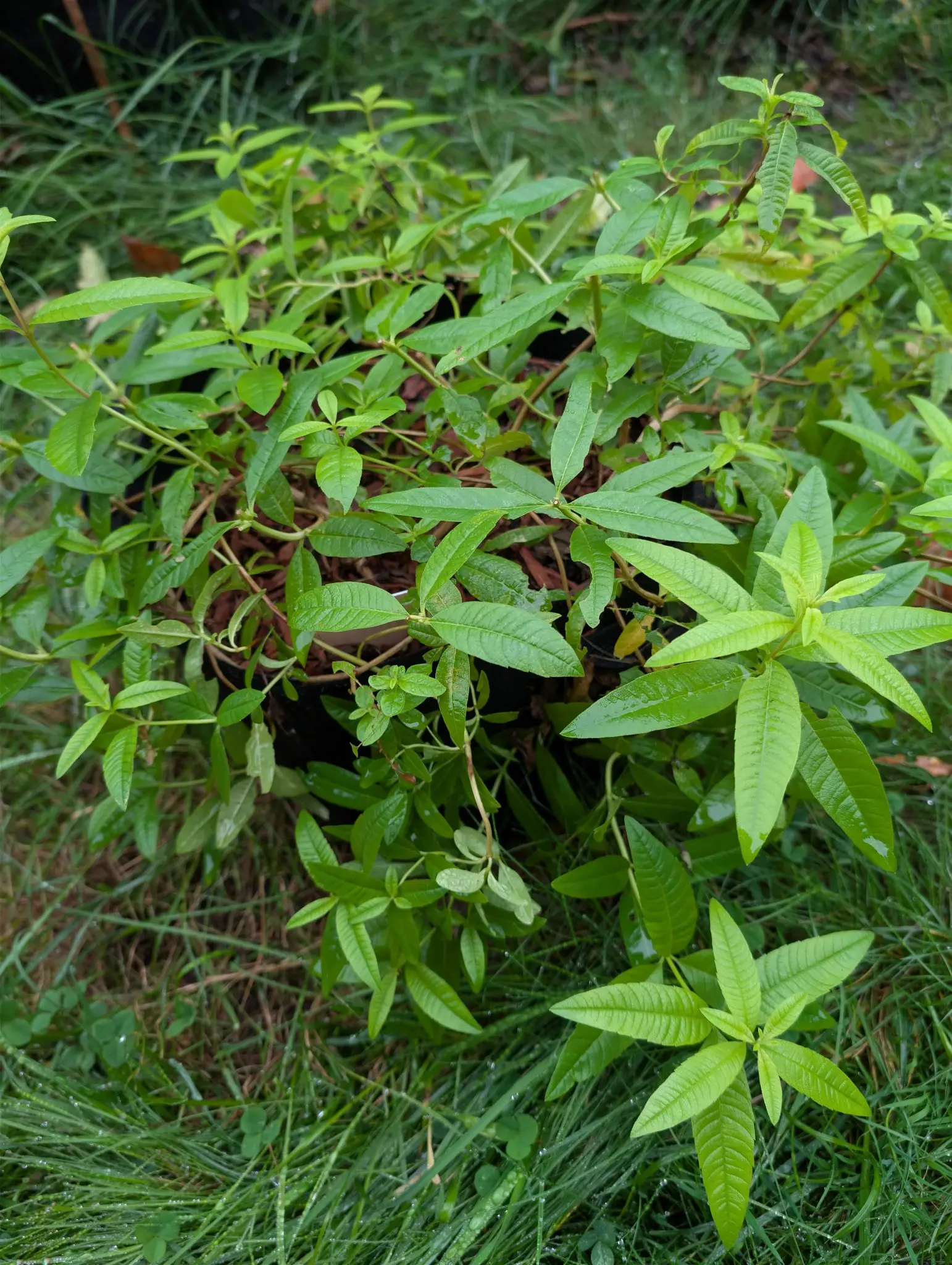 Lemon Verbena, 3 September 2026