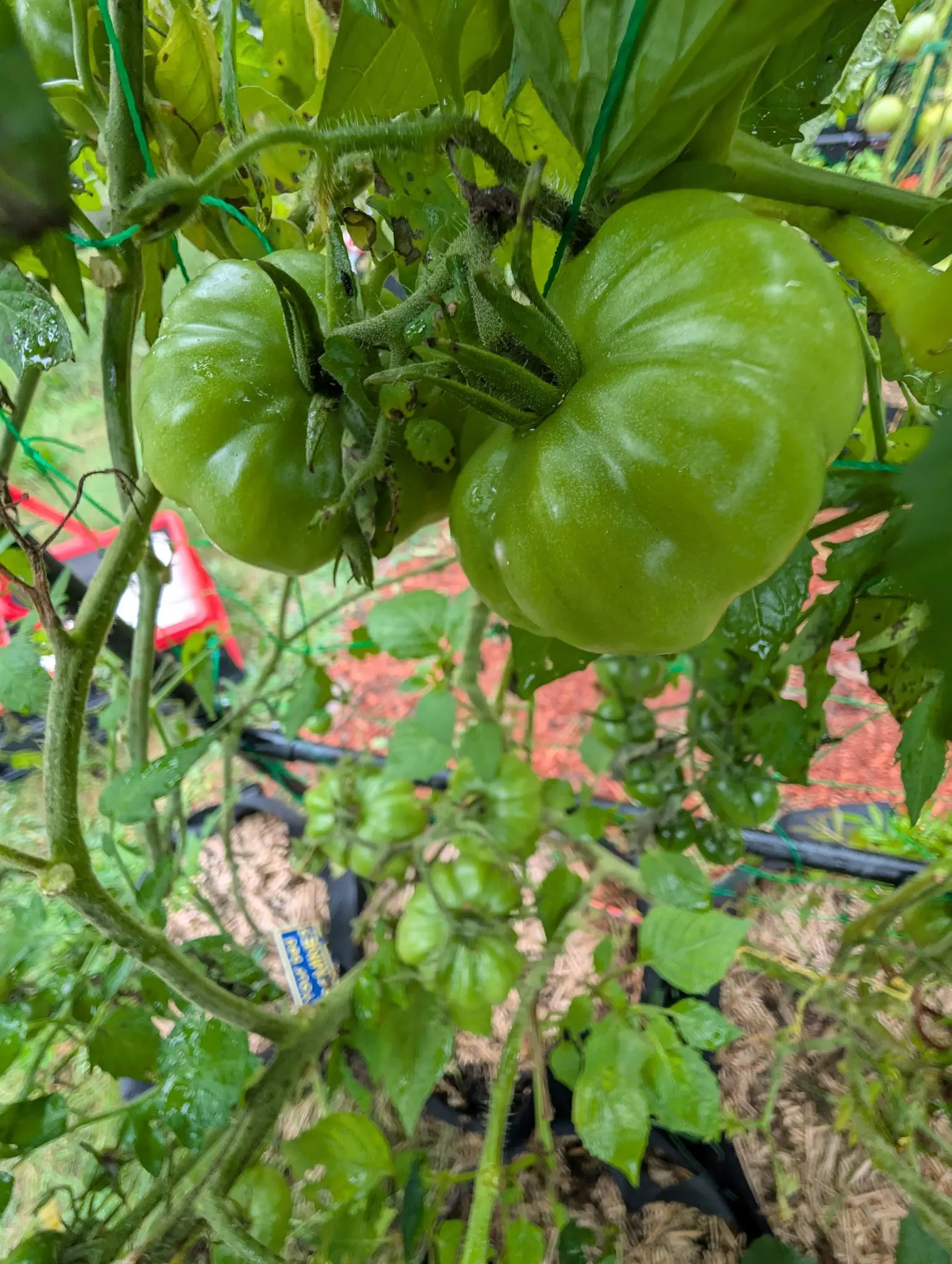 Tomatoes, 3 September 2026