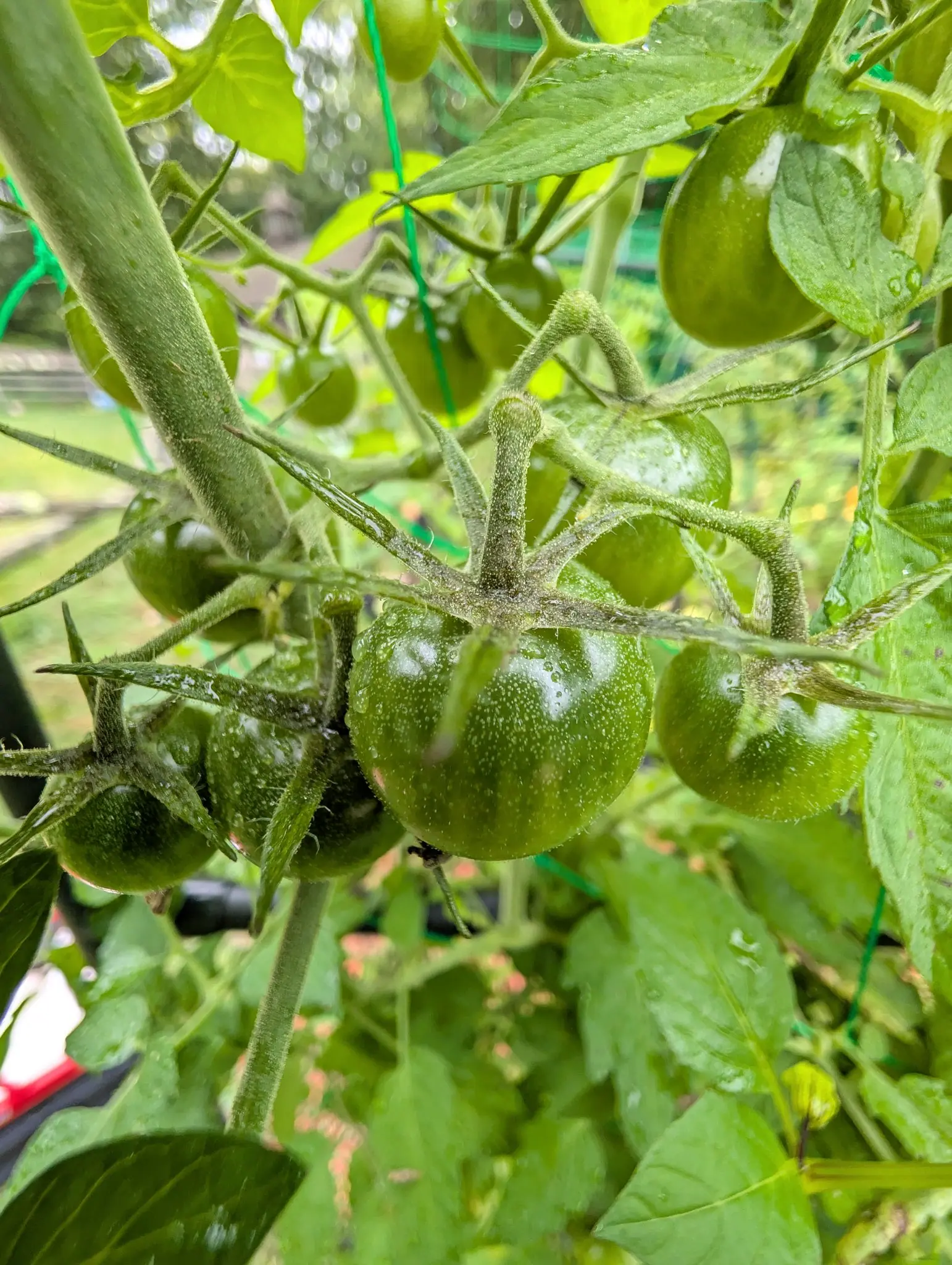 Tomatoes, 3 September 2026