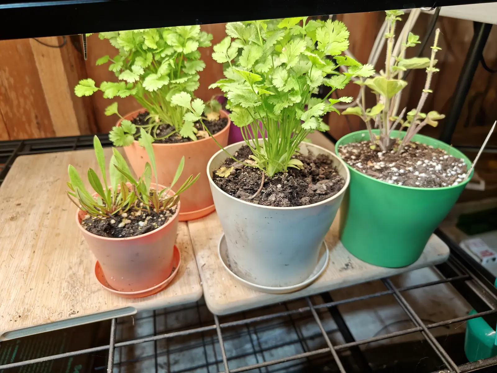 Four small pots of seedlings on a timber shelf under a strip light, cilantro in terracotta and grey, narrow grass-like seedlings in a pink pot and a leggy plant in a green one.