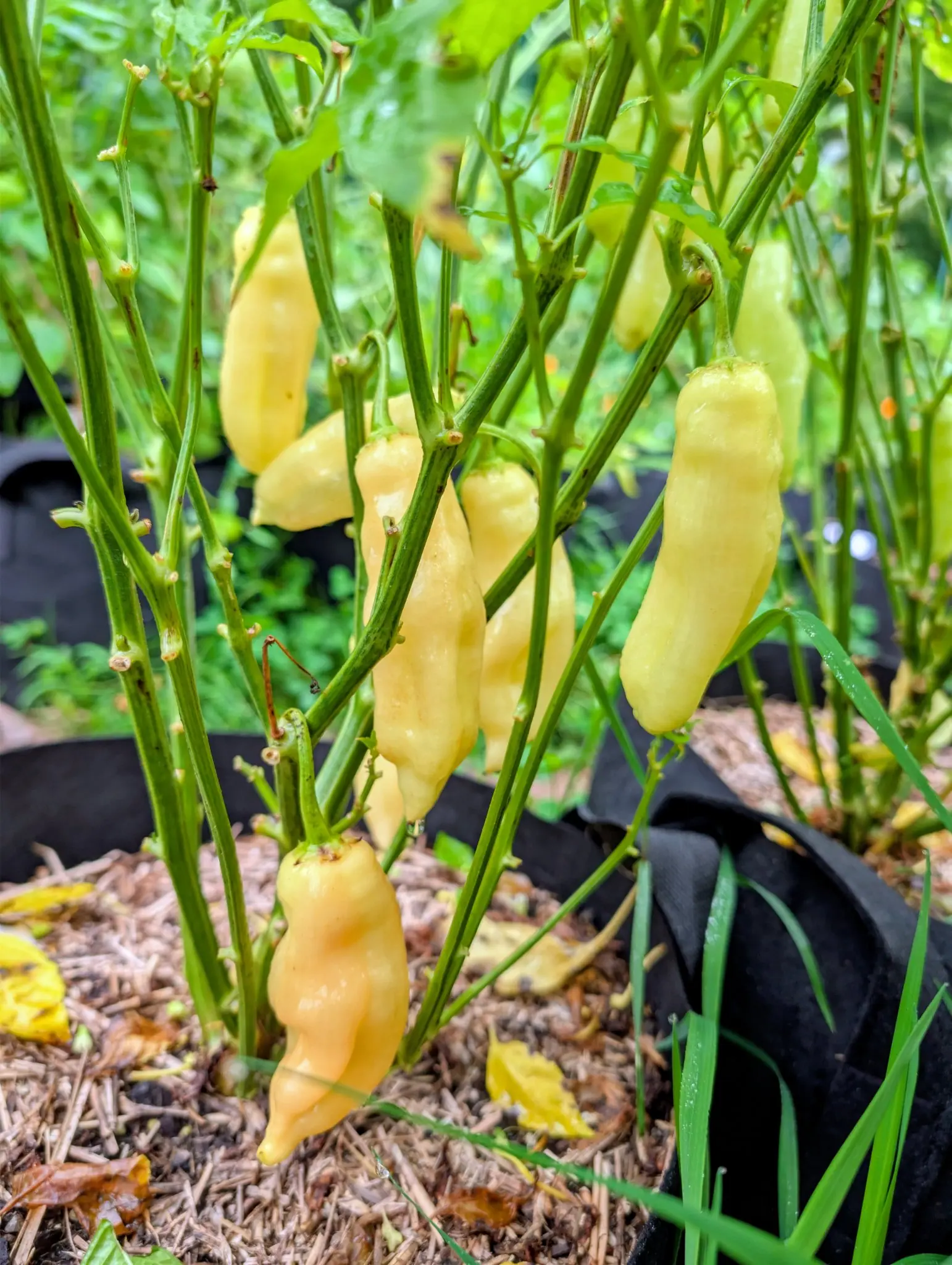 Peppers, 3 September 2026