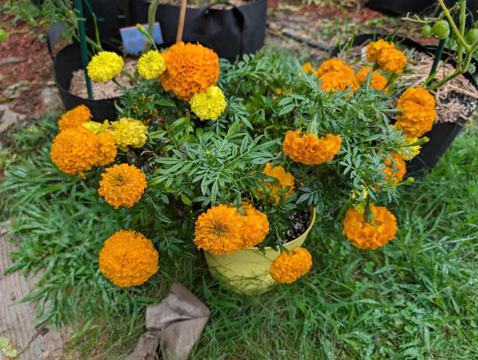 Marigolds, 3 September 2026